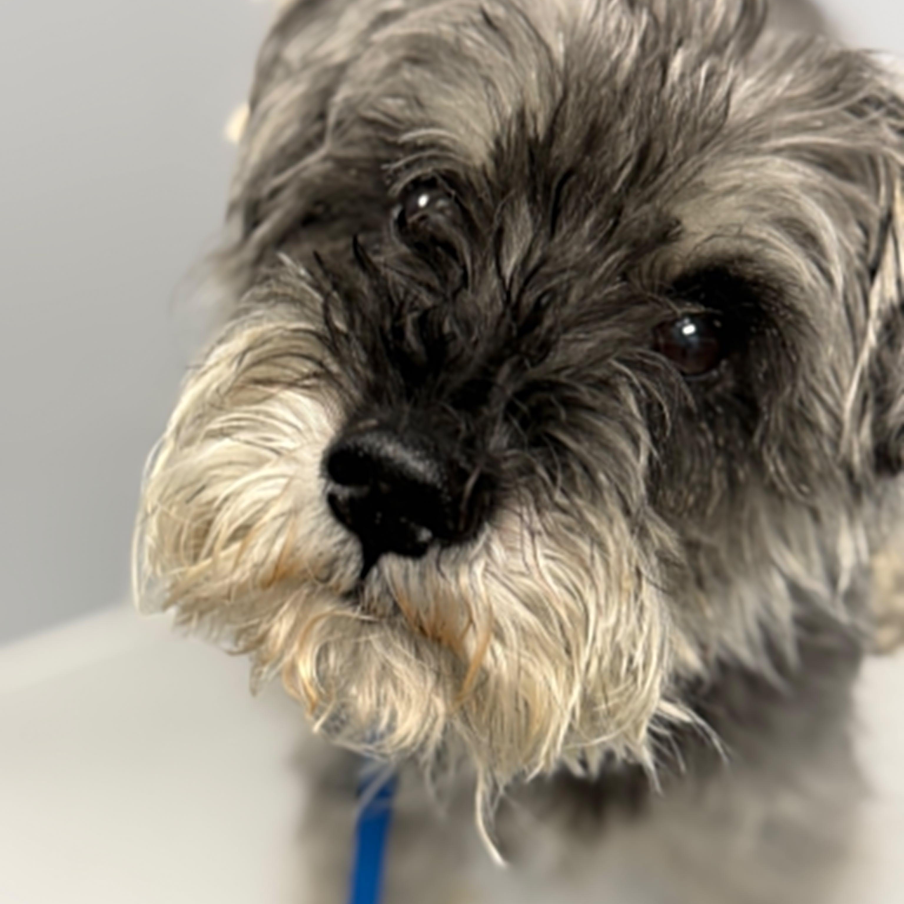 Enlarge Alfie - Foster me, a ADOPTABLE mixed breed in Homer Glen, IL image 1/6