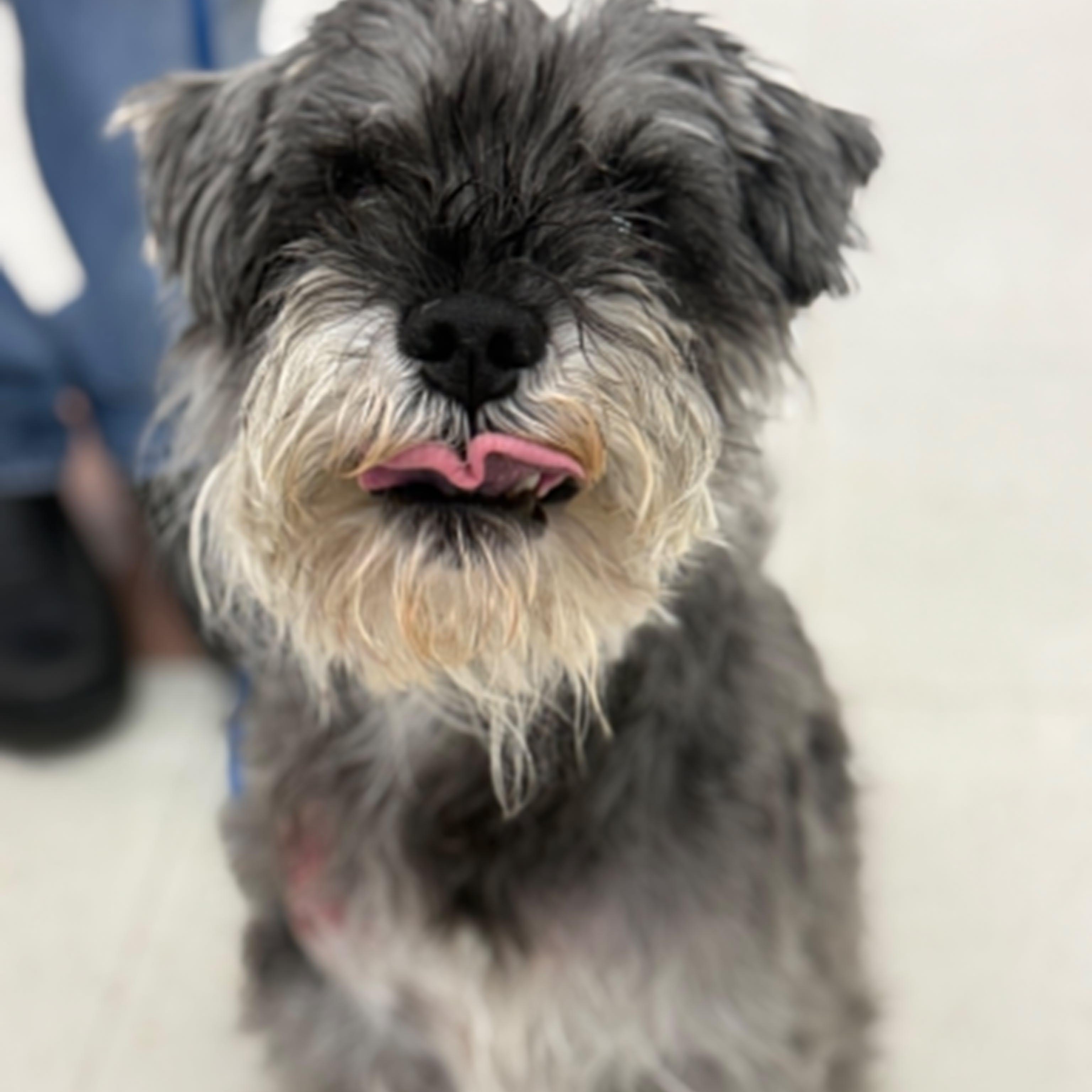 Enlarge Alfie - Foster me, a ADOPTABLE mixed breed in Homer Glen, IL image 2/6