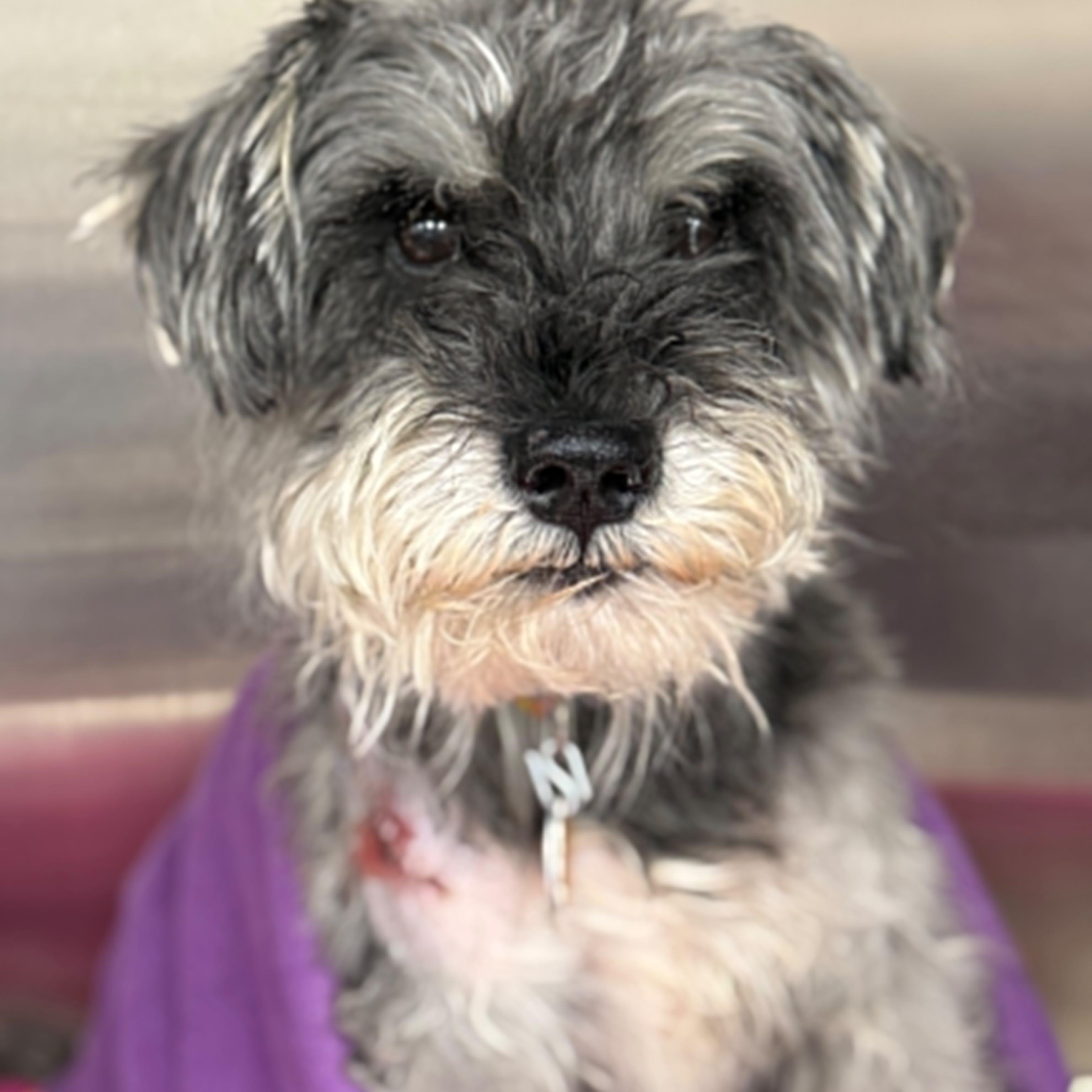Enlarge Alfie - Foster me, a ADOPTABLE mixed breed in Homer Glen, IL image 6/6