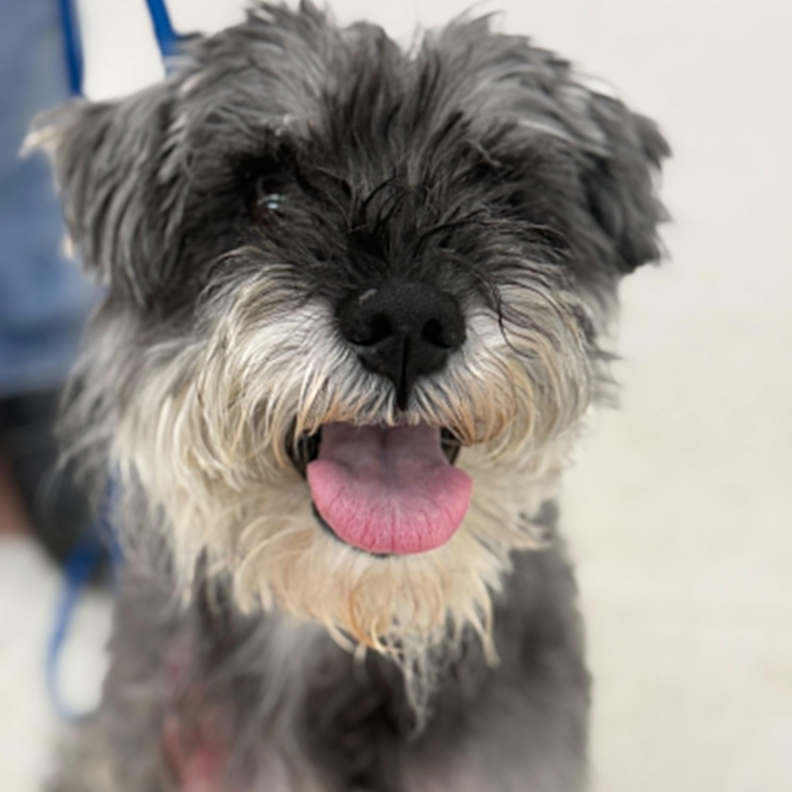 Enlarge Alfie - Foster me, a ADOPTABLE mixed breed in Homer Glen, IL image 3/6