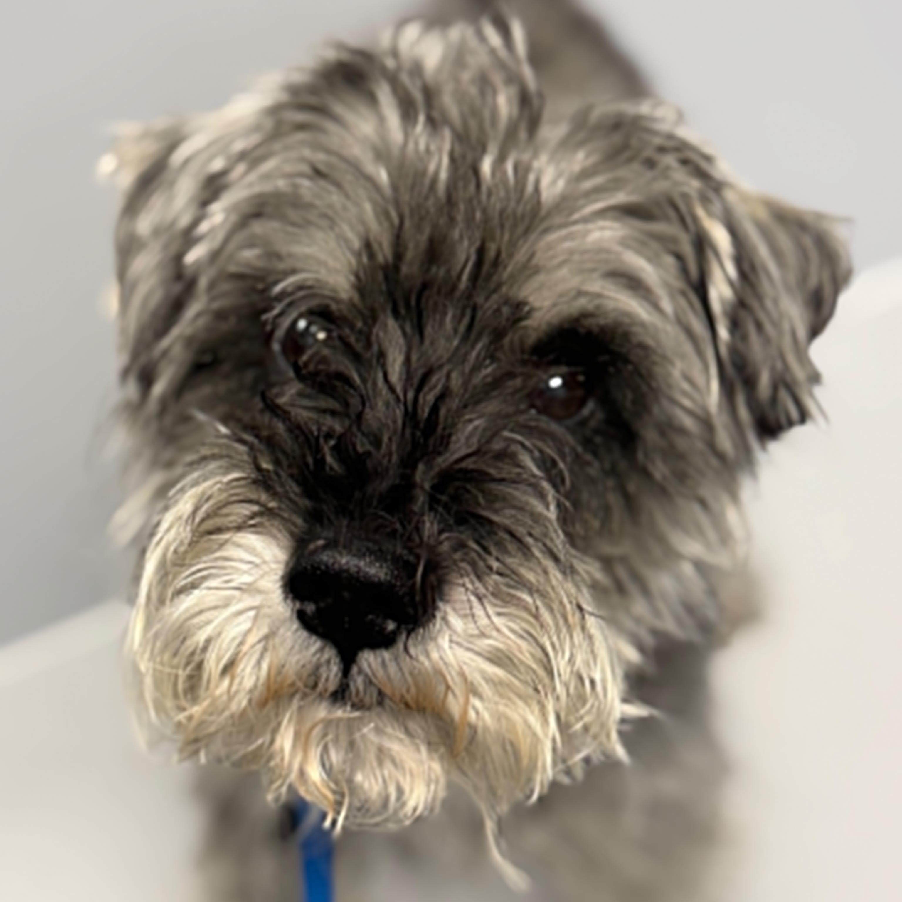 Enlarge Alfie - Foster me, a ADOPTABLE mixed breed in Homer Glen, IL image 5/6