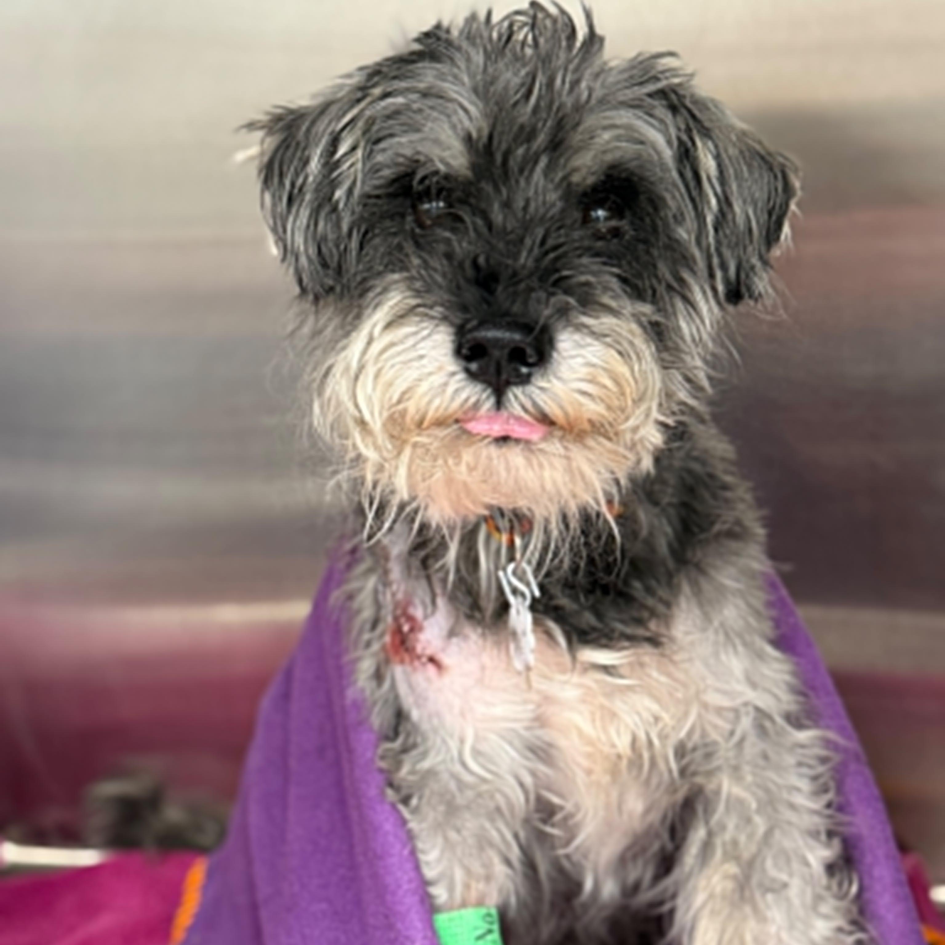 Enlarge Alfie - Foster me, a ADOPTABLE mixed breed in Homer Glen, IL image 4/6