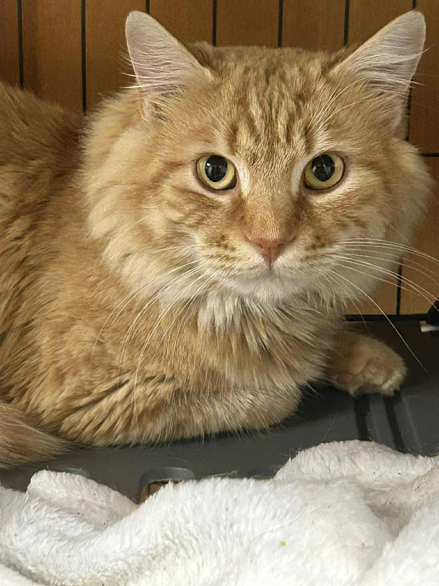 PURRLOCK HOLMES, Adopted, Adult Male Tabby & Domestic Medium Hair.