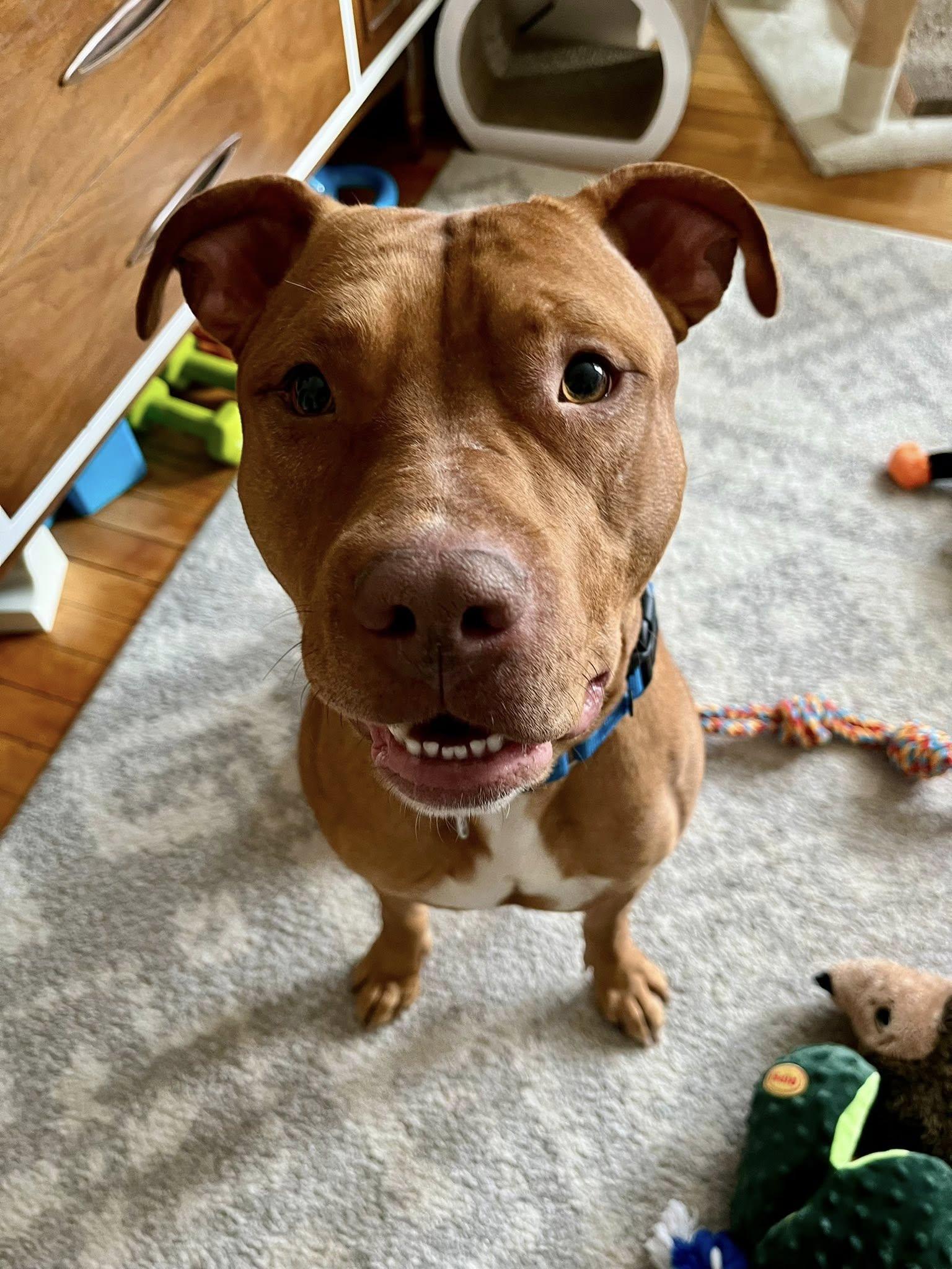 Enlarge Capone, a ADOPTABLE mixed breed in Cleveland, OH image 3/6