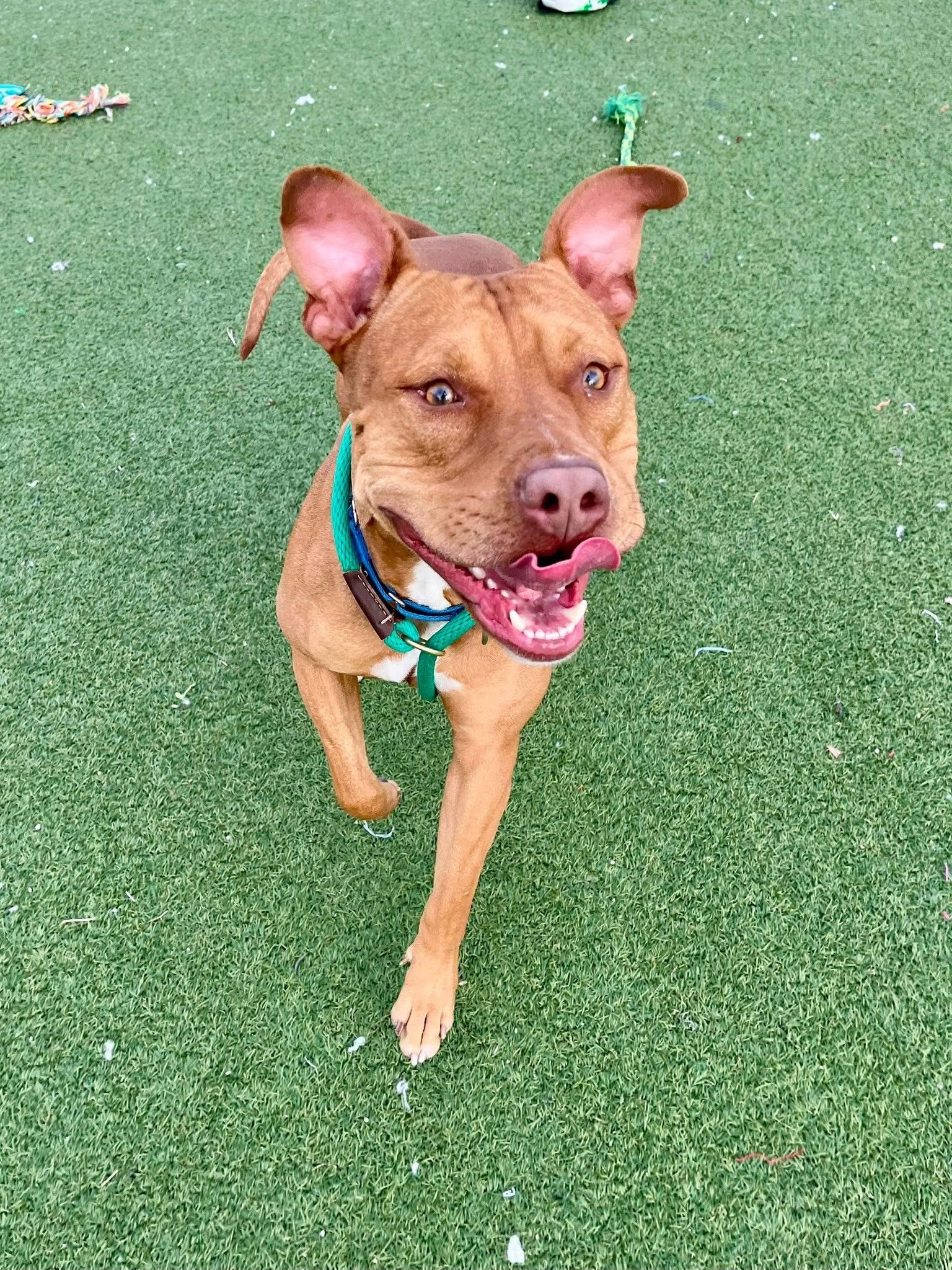 Enlarge Capone, a ADOPTABLE mixed breed in Cleveland, OH image 5/6