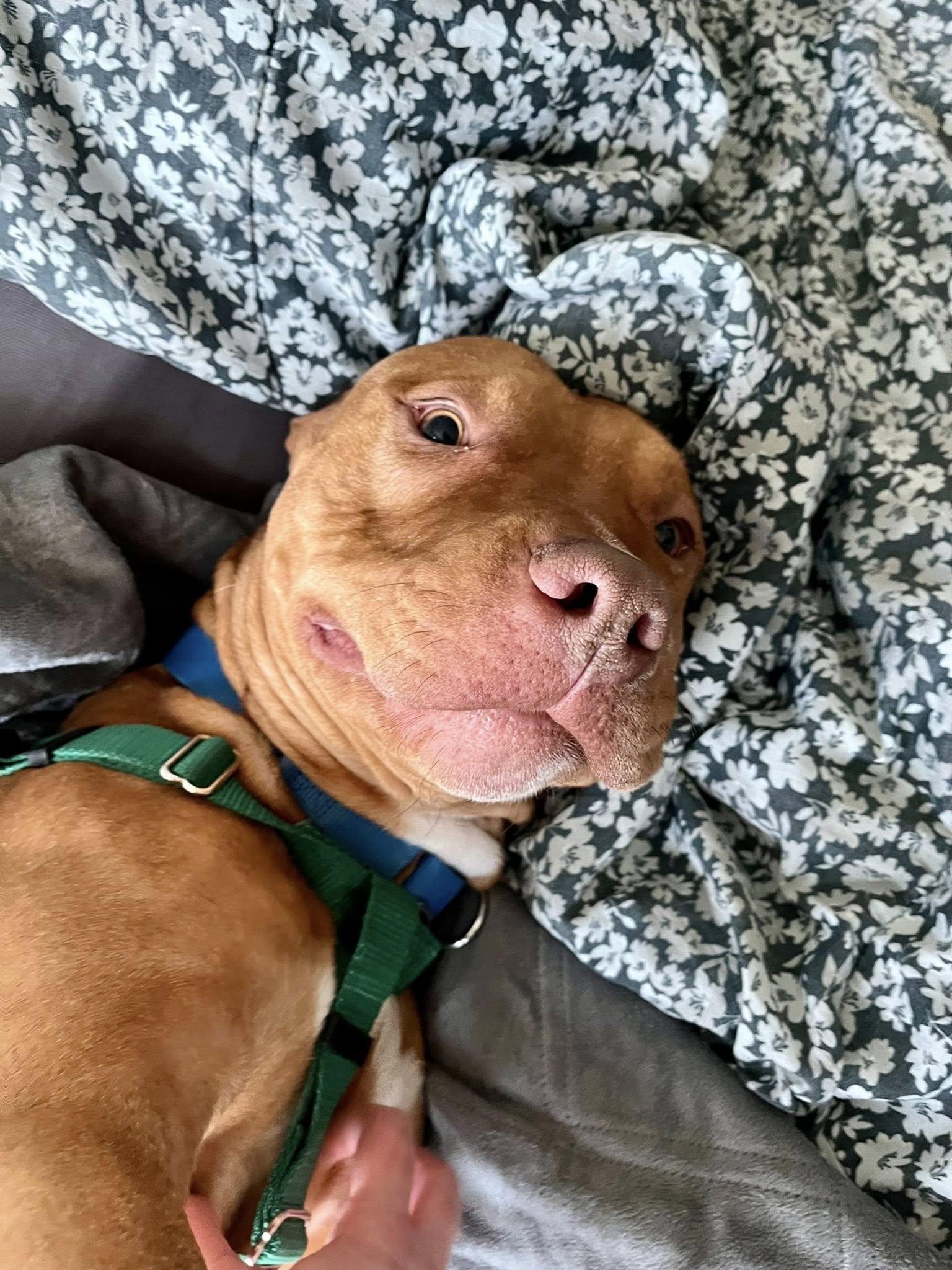 Enlarge Capone, a ADOPTABLE mixed breed in Cleveland, OH image 2/6