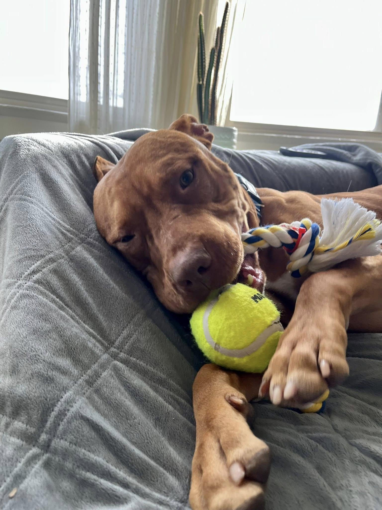 Enlarge Capone, a ADOPTABLE mixed breed in Cleveland, OH image 1/6