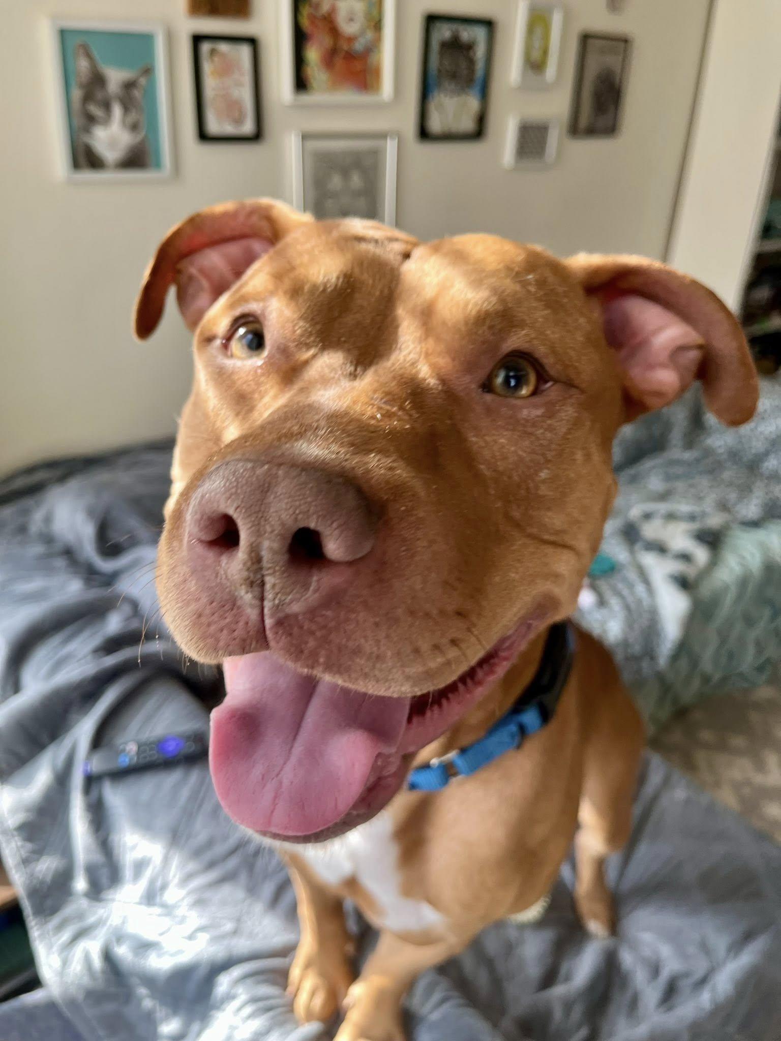 Enlarge Capone, a ADOPTABLE mixed breed in Cleveland, OH image 4/6