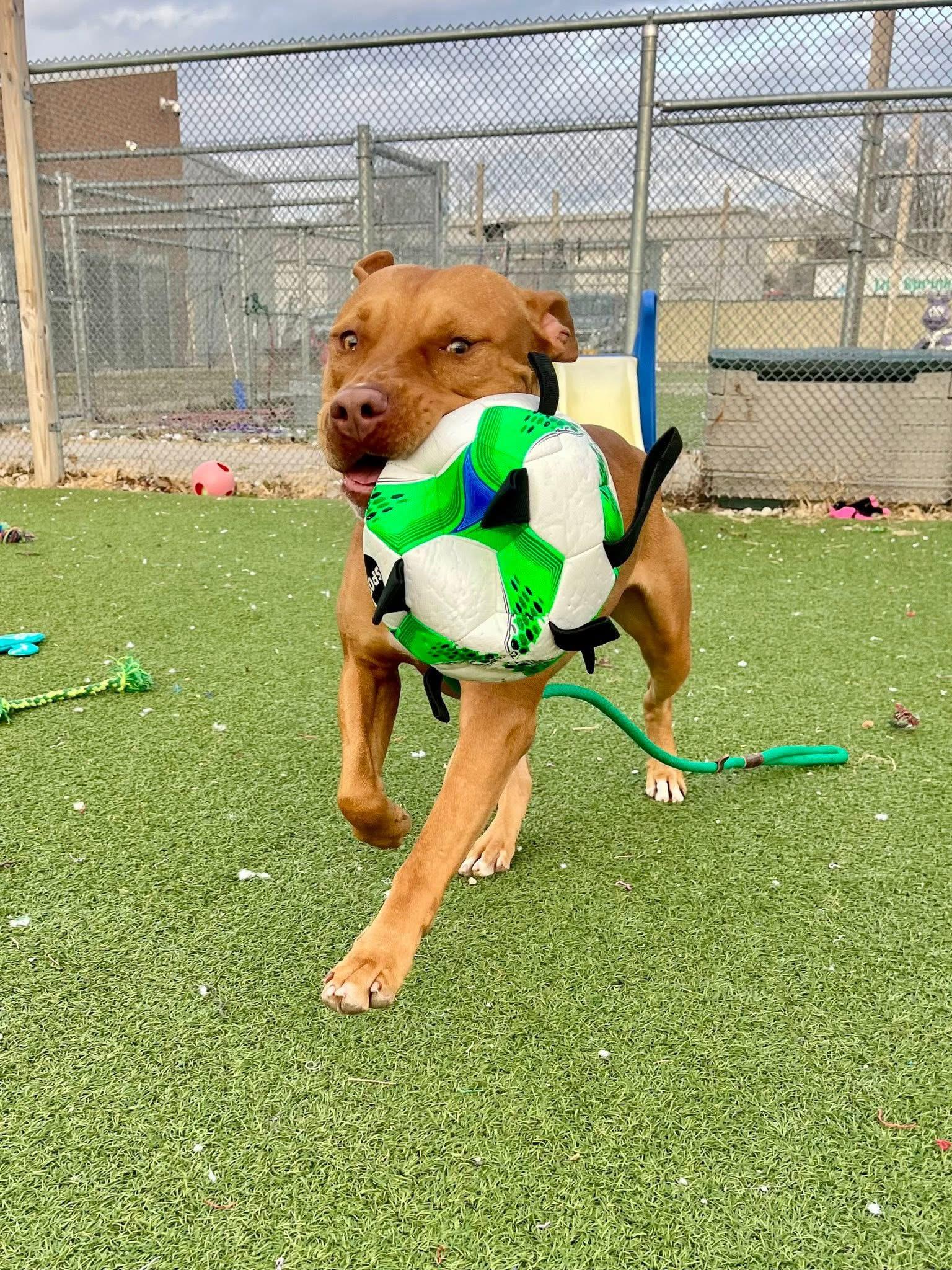 Enlarge Capone, a ADOPTABLE mixed breed in Cleveland, OH image 6/6