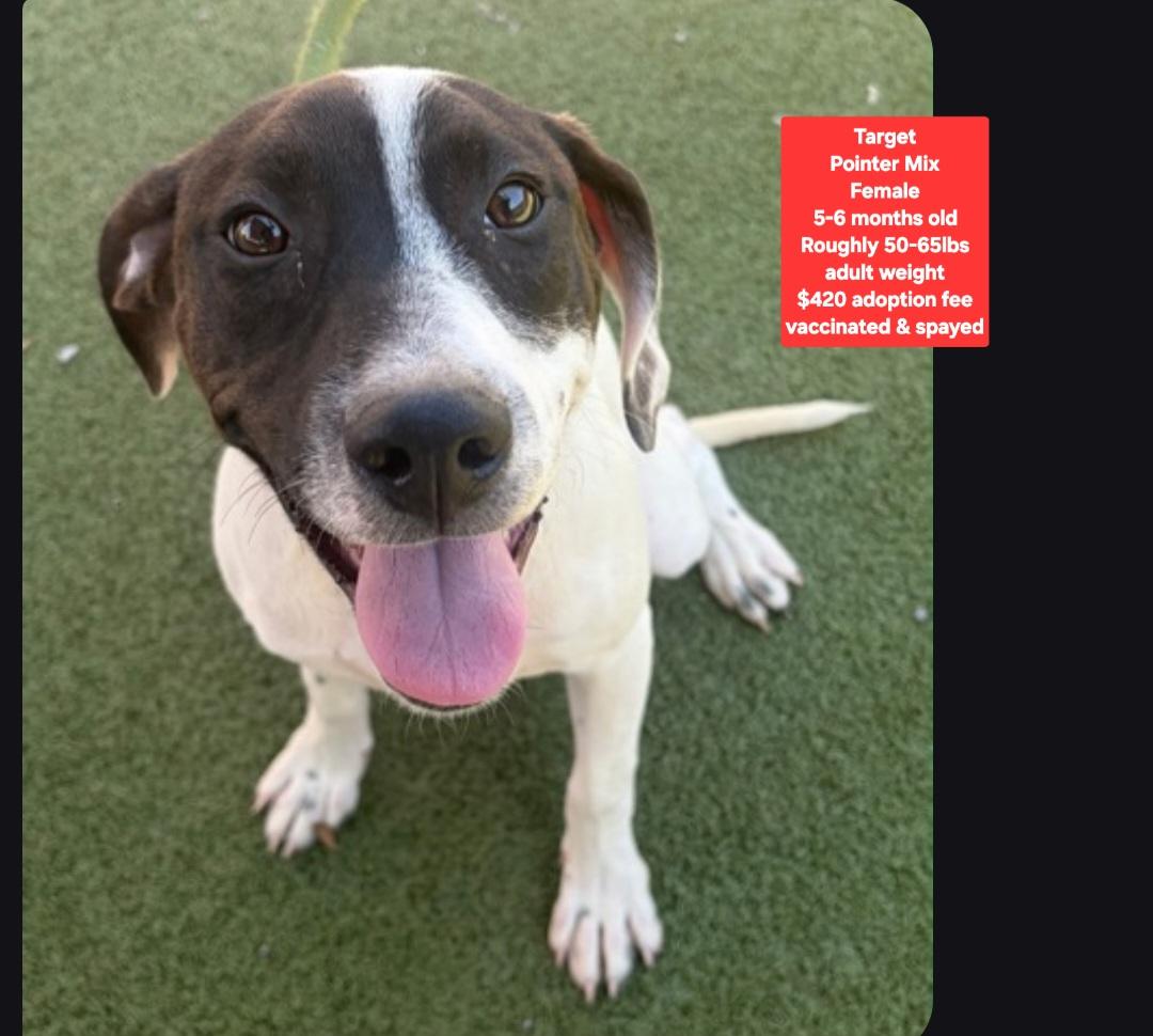 Enlarge Target, a Adoptable mixed breed in Oviedo, FL image 1/1