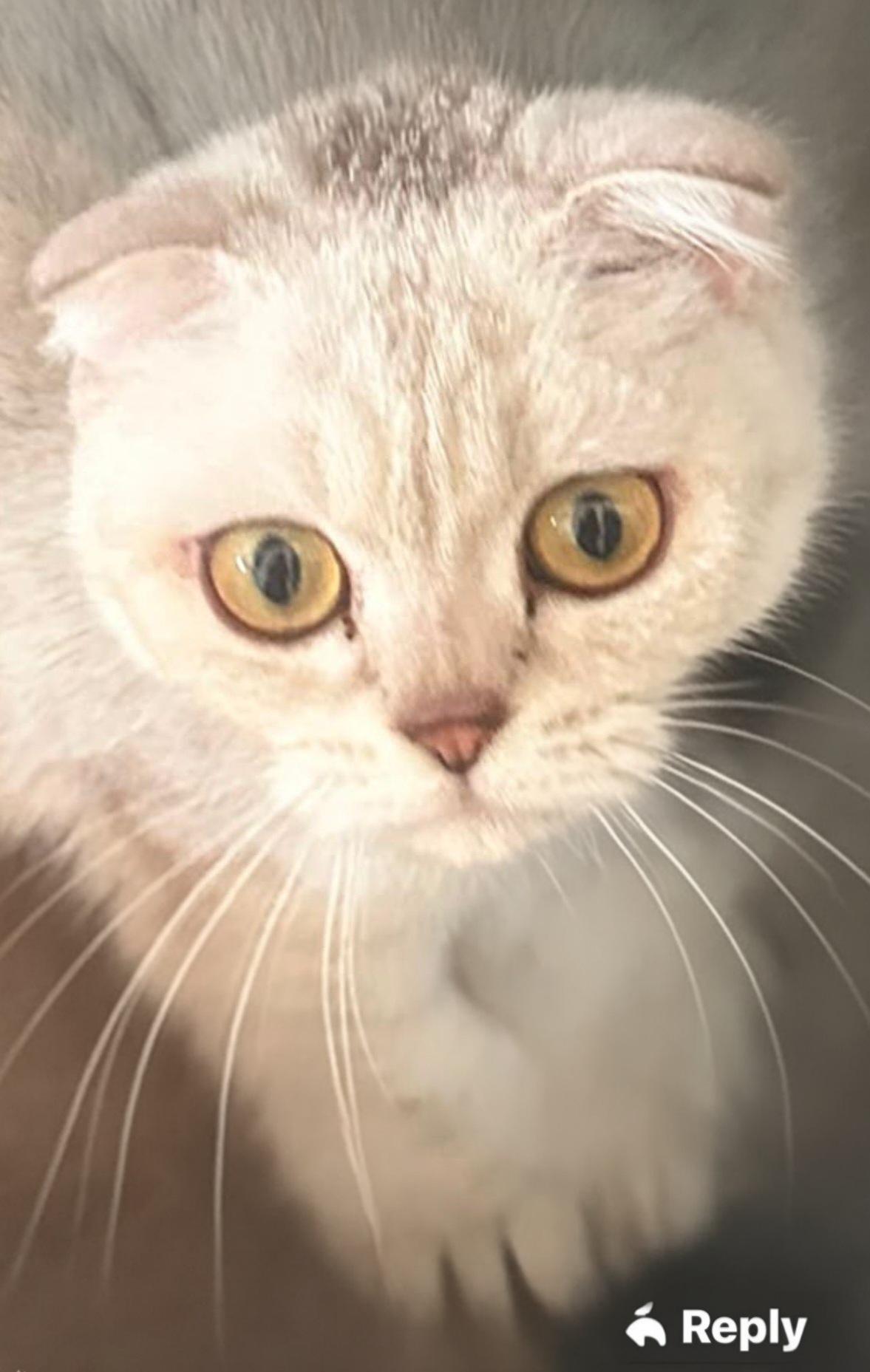 Enlarge Sugar, a Adoptable Scottish Fold in Snow Hill, MD image 1/2