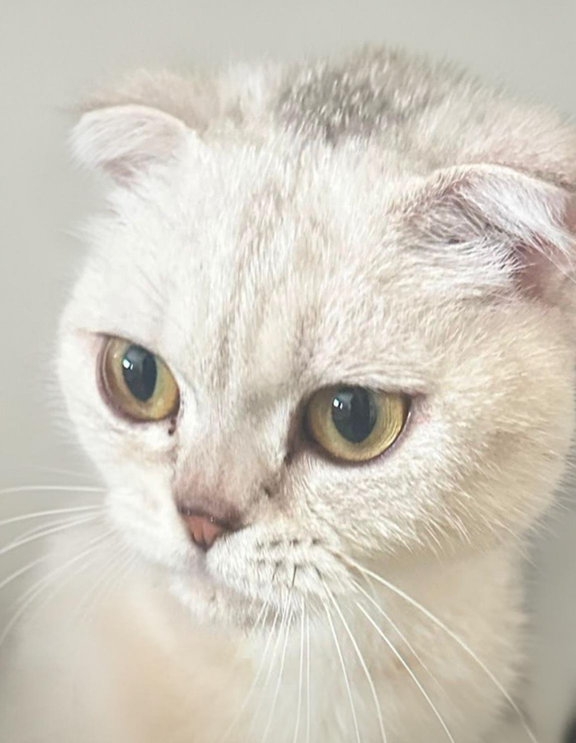 Enlarge Sugar, a Adoptable Scottish Fold in Snow Hill, MD image 2/2