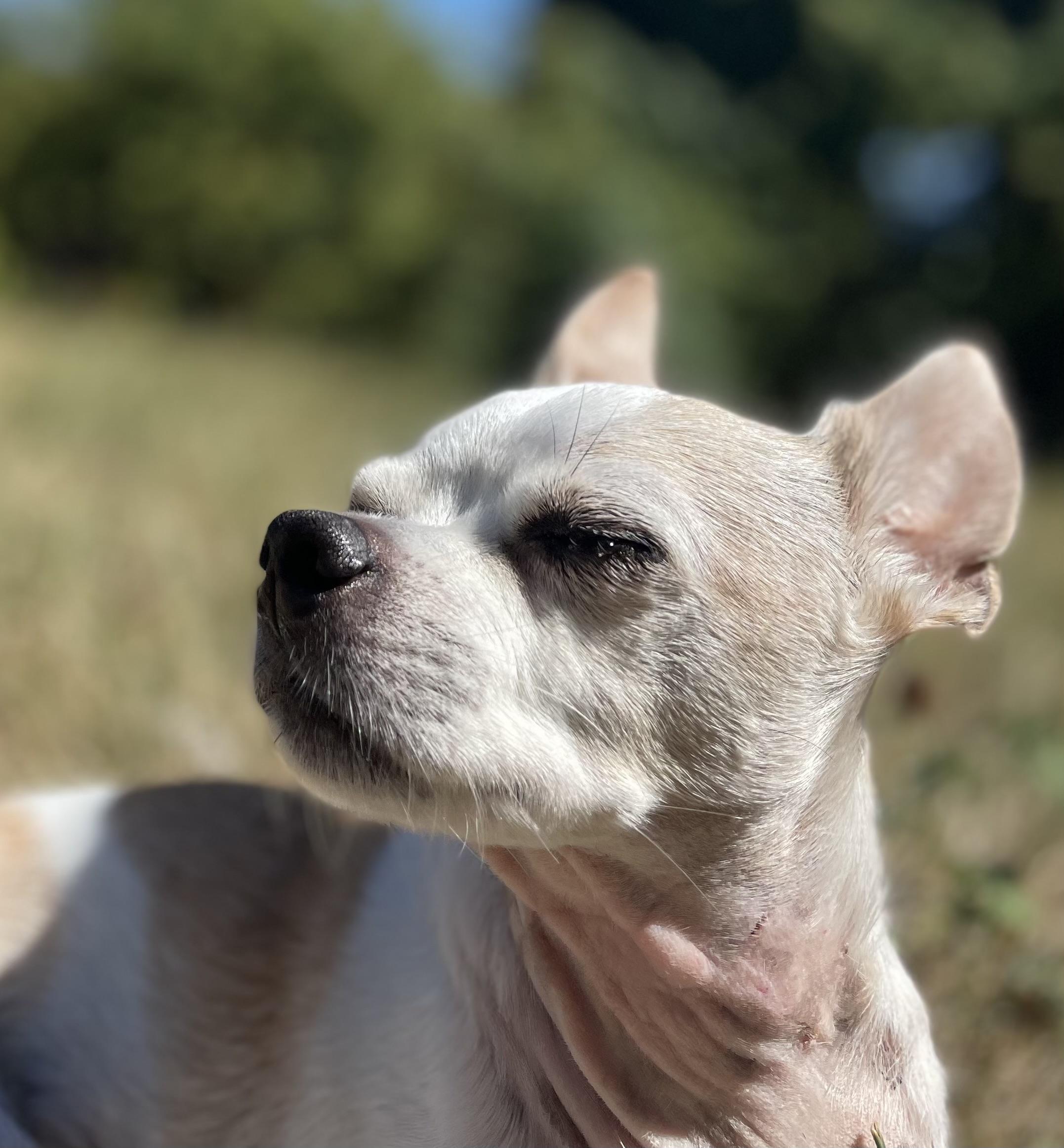 Beans, a Adoptable Chihuahua in Silvana, WA image 1/2