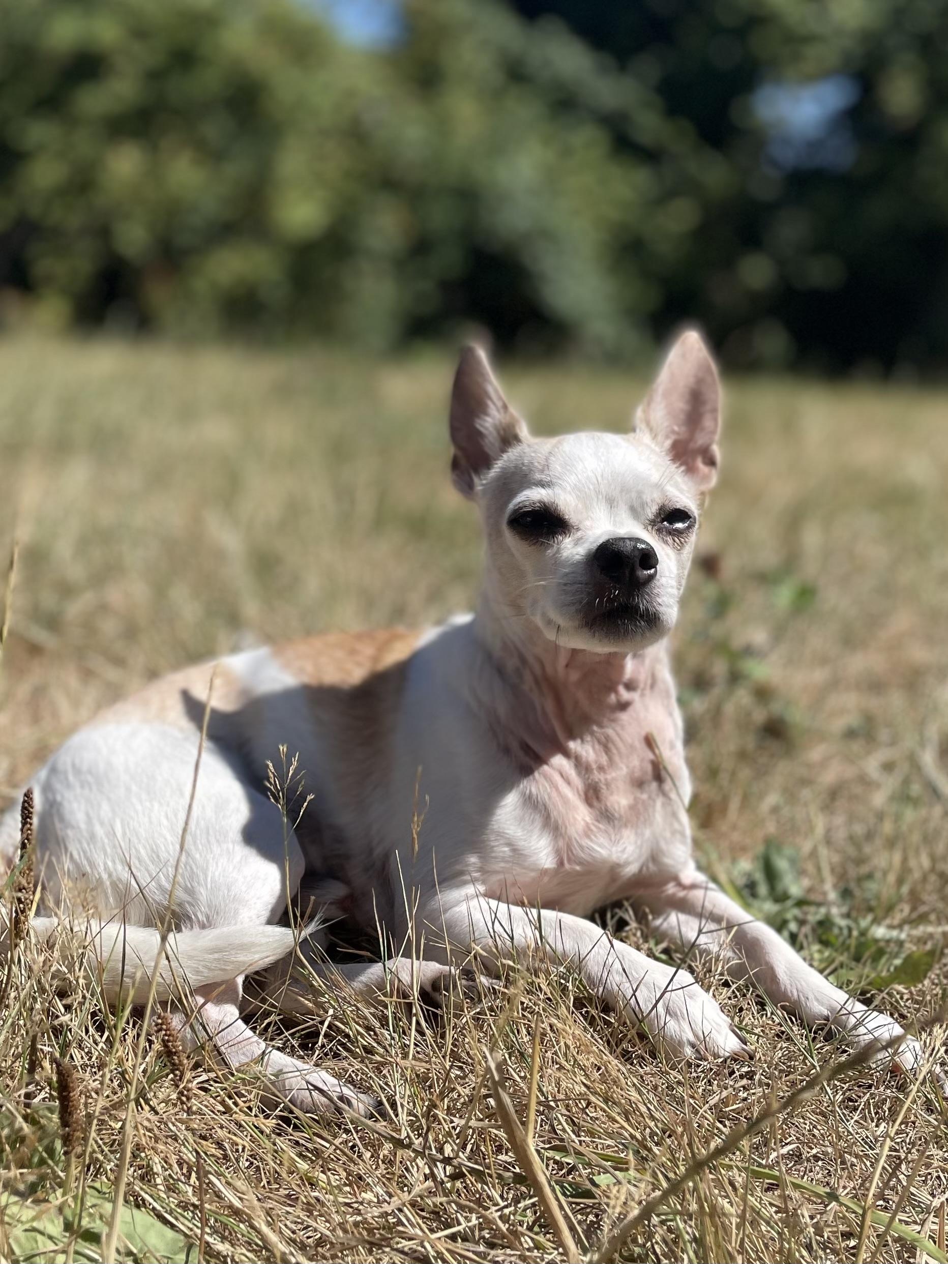 Beans, a Adoptable Chihuahua in Silvana, WA image 2/2
