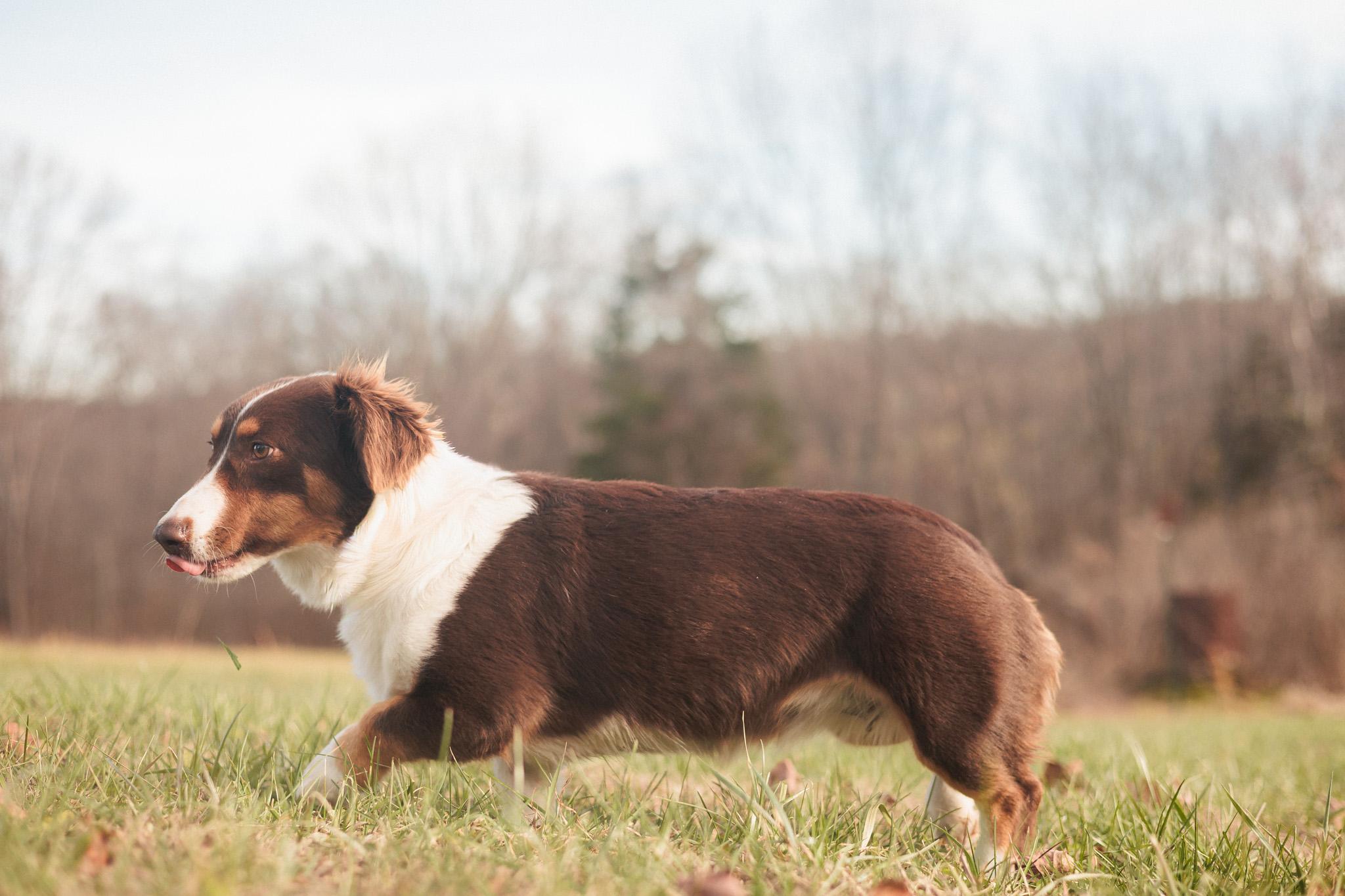 Enlarge Carrie - Transport, an adopted mixed breed in Washington, PA image 3/5