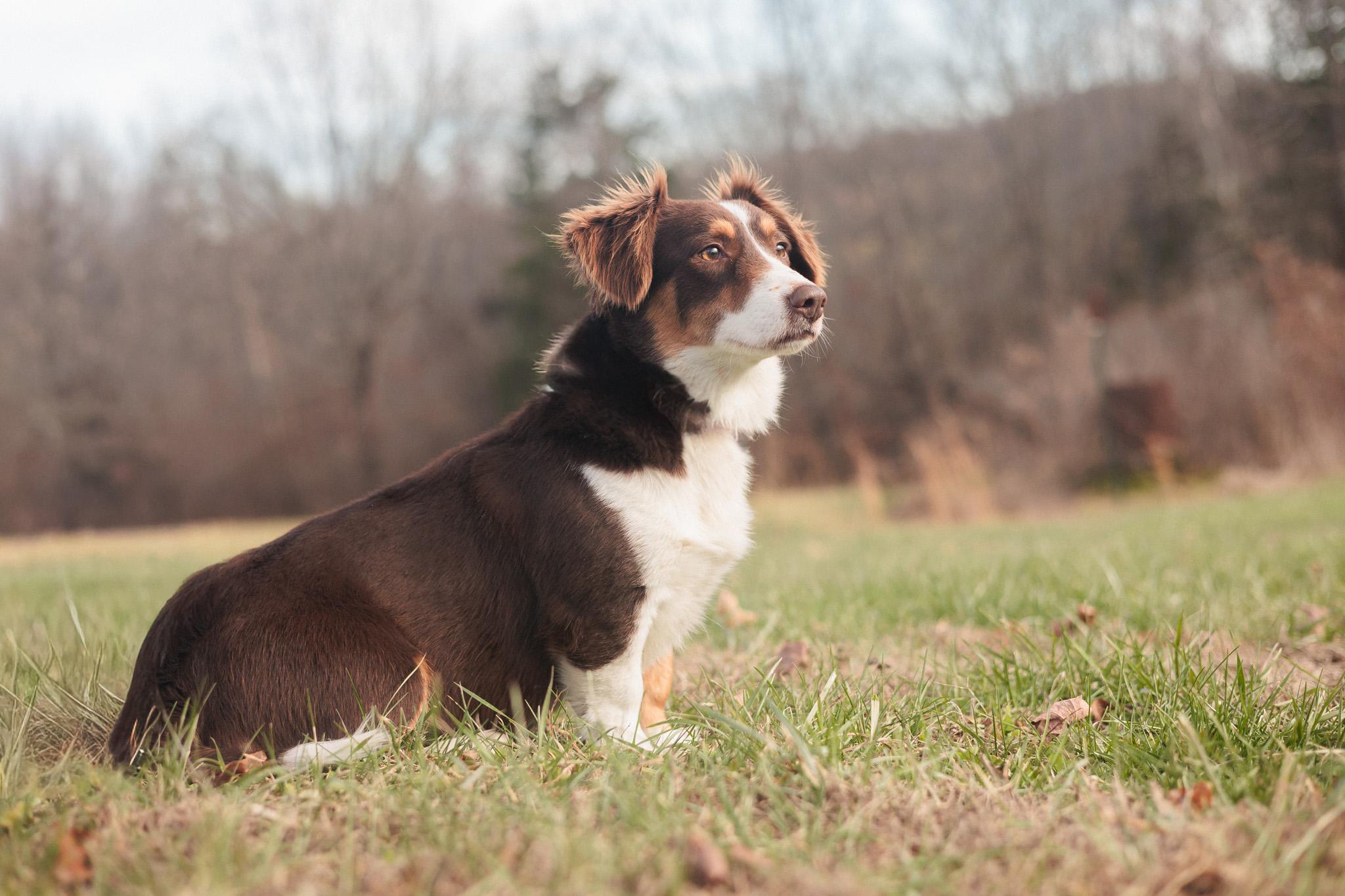 Enlarge Carrie - Transport, an adopted mixed breed in Washington, PA image 1/5