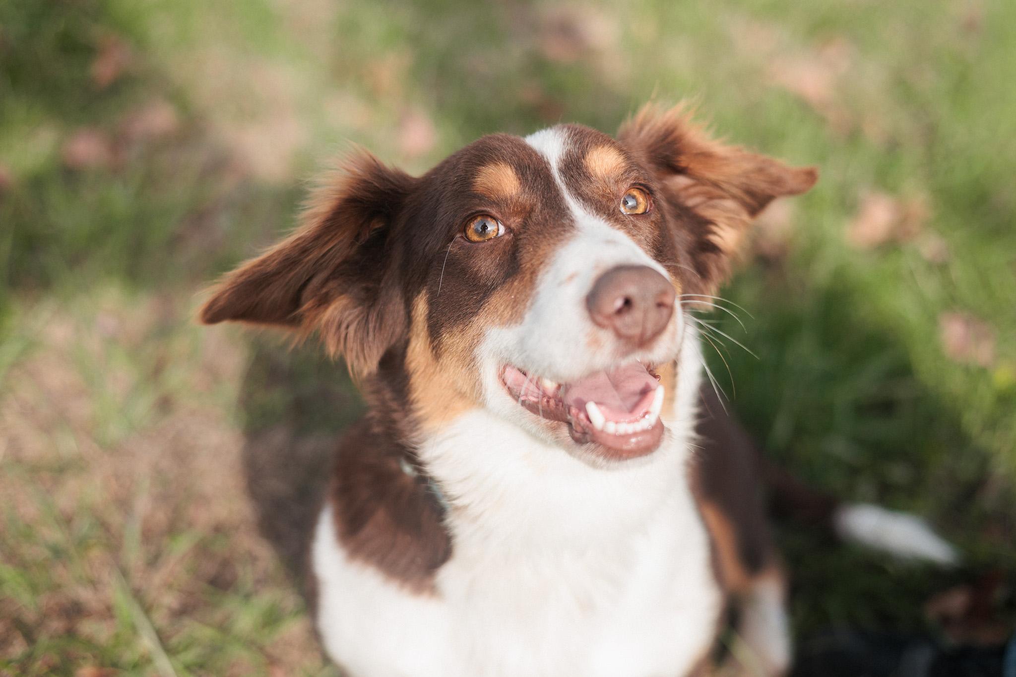 Enlarge Carrie - Transport, an adopted mixed breed in Washington, PA image 5/5
