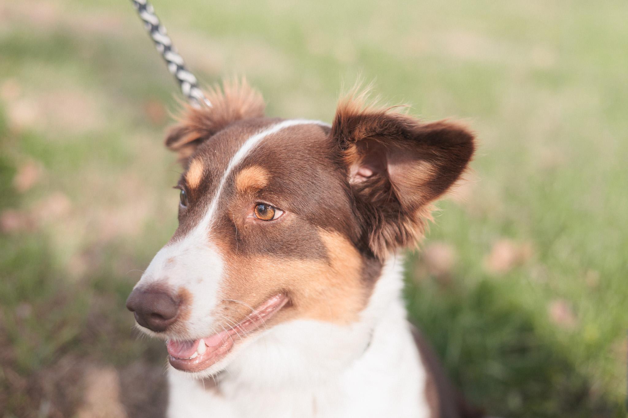 Enlarge Carrie - Transport, an adopted mixed breed in Washington, PA image 4/5