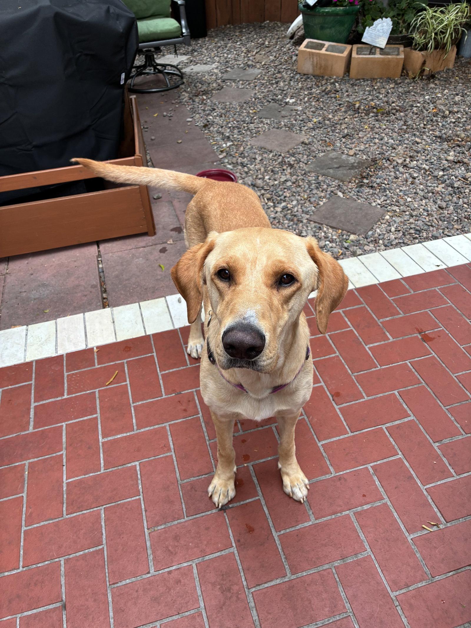 Enlarge Duke, a Adoptable Labrador Retriever in Orange, CA image 2/2
