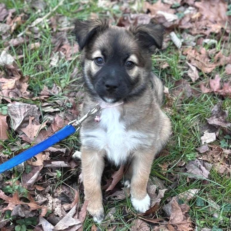 Eliza, Adoptable, Puppy Female Border Collie & Labrador Retriever.