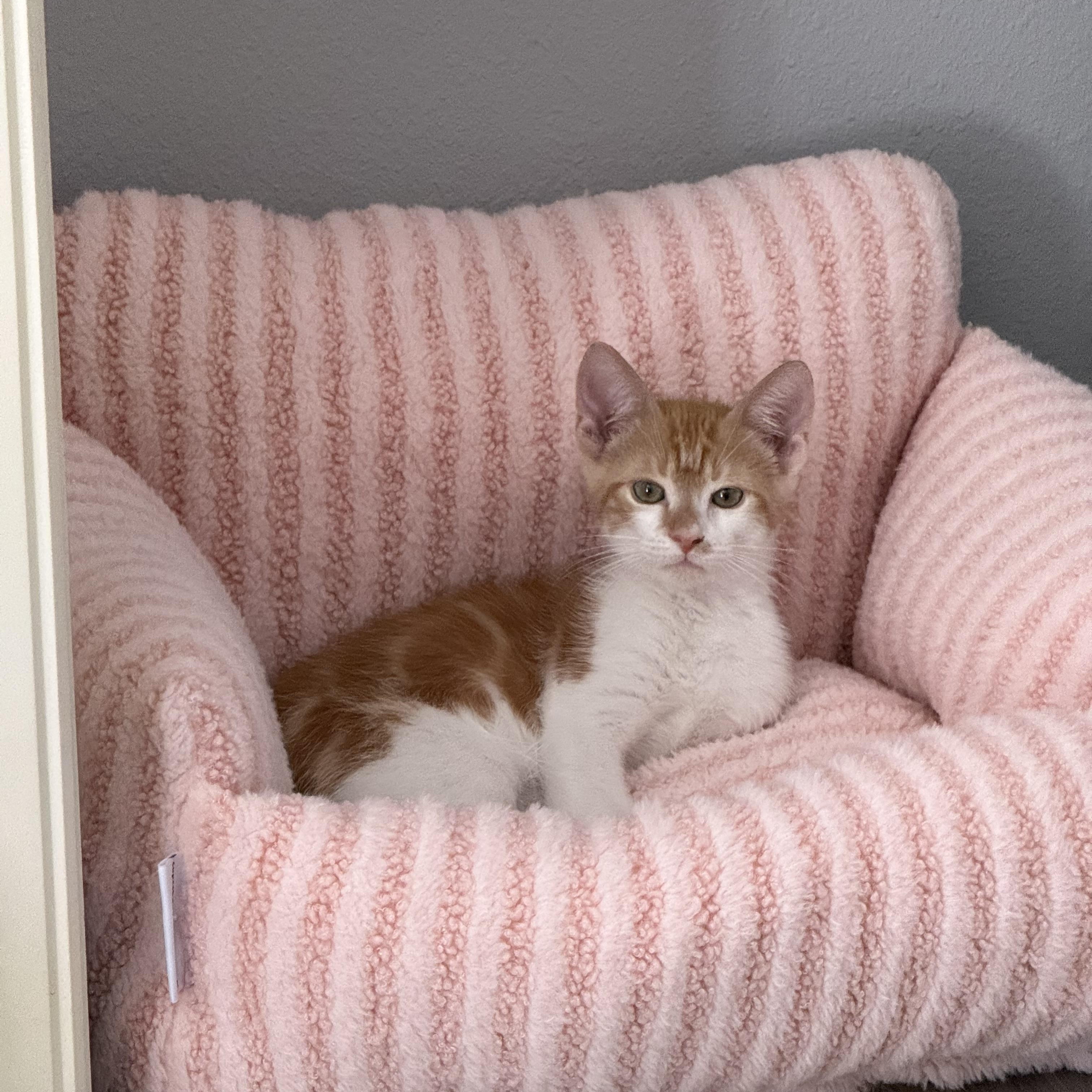 Enlarge Marcus, a Adoptable Tabby in Maitland, FL image 5/6