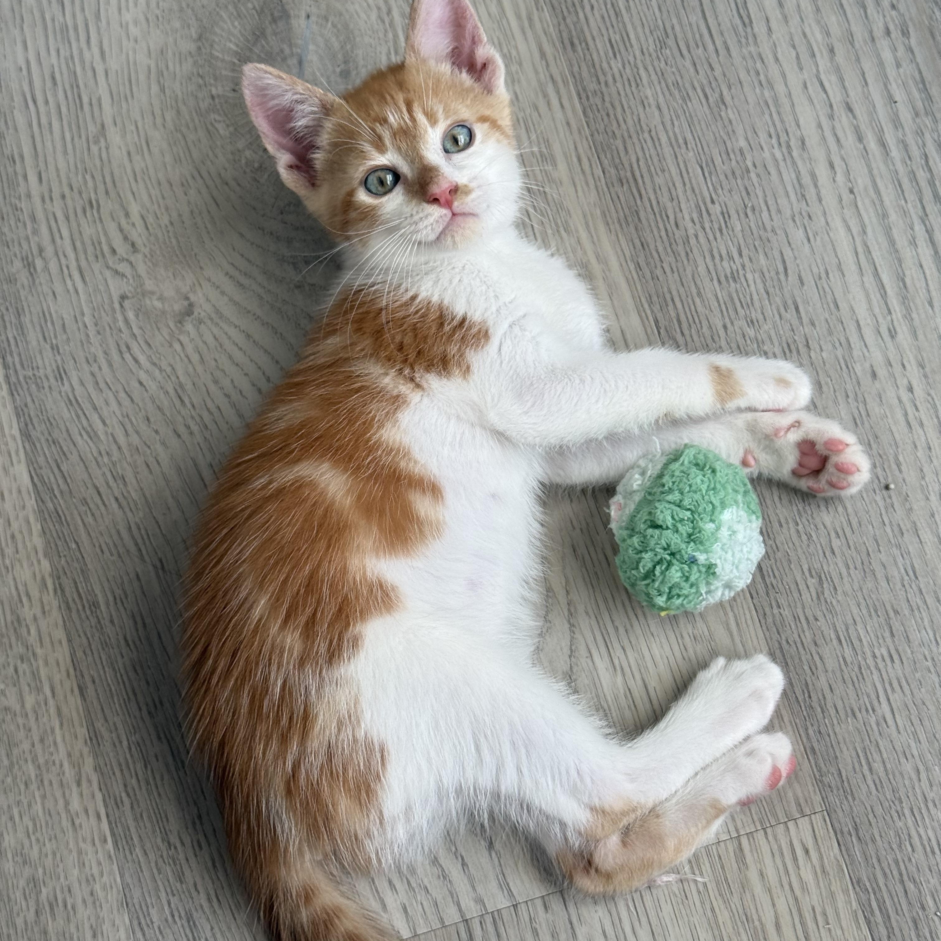 Enlarge Marcus, a Adoptable Tabby in Maitland, FL image 1/6