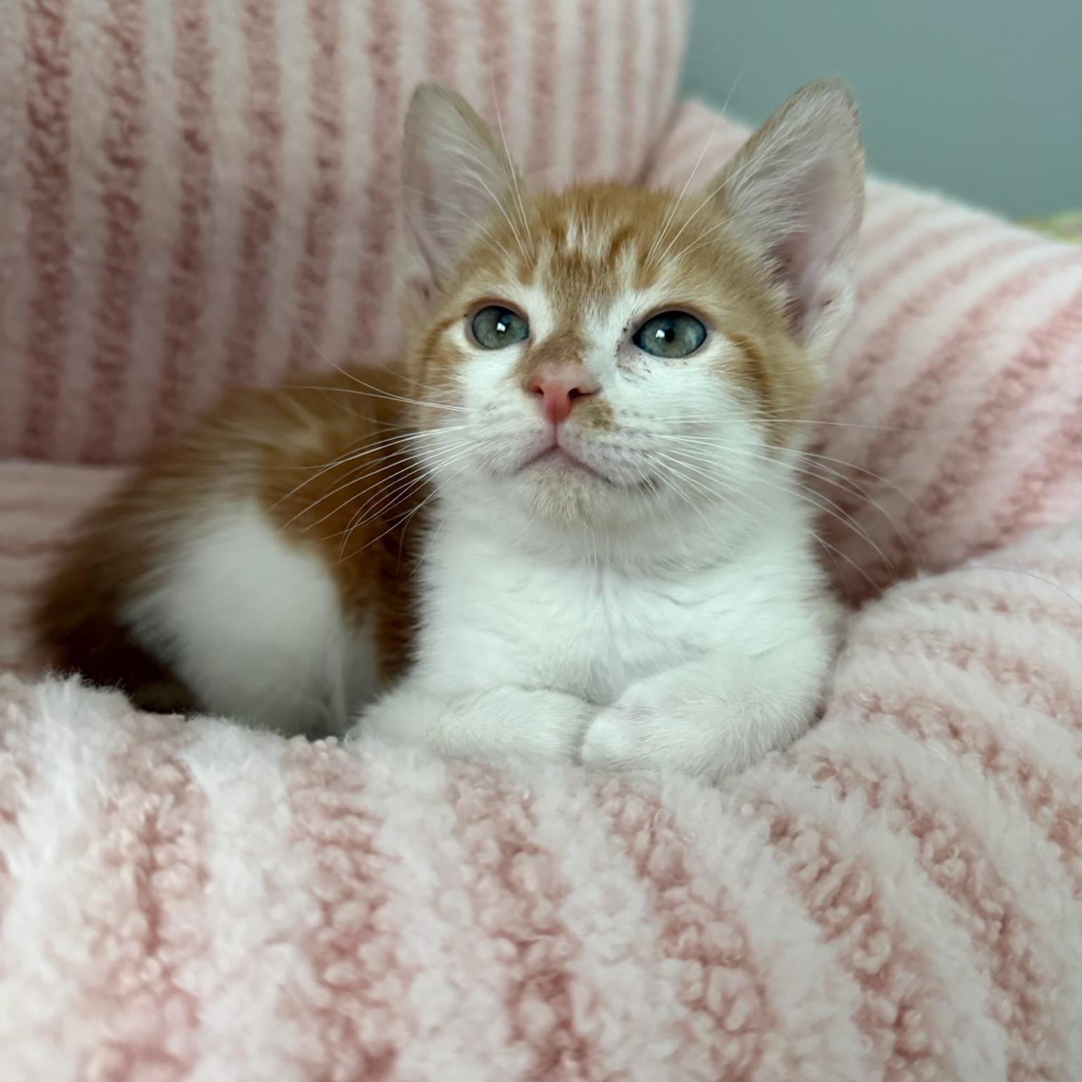 Enlarge Marcus, a Adoptable Tabby in Maitland, FL image 2/6