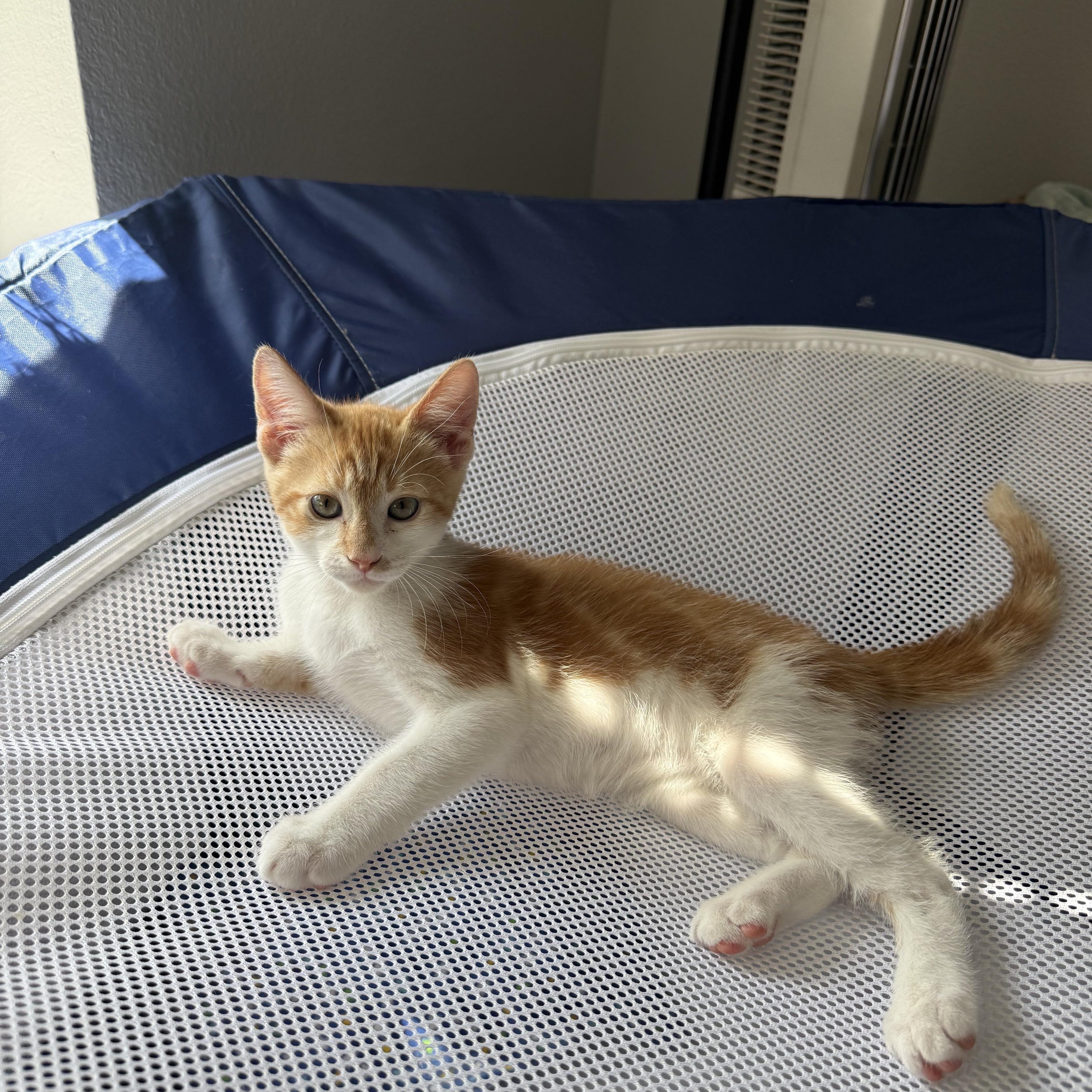 Enlarge Marcus, a Adoptable Tabby in Maitland, FL image 6/6
