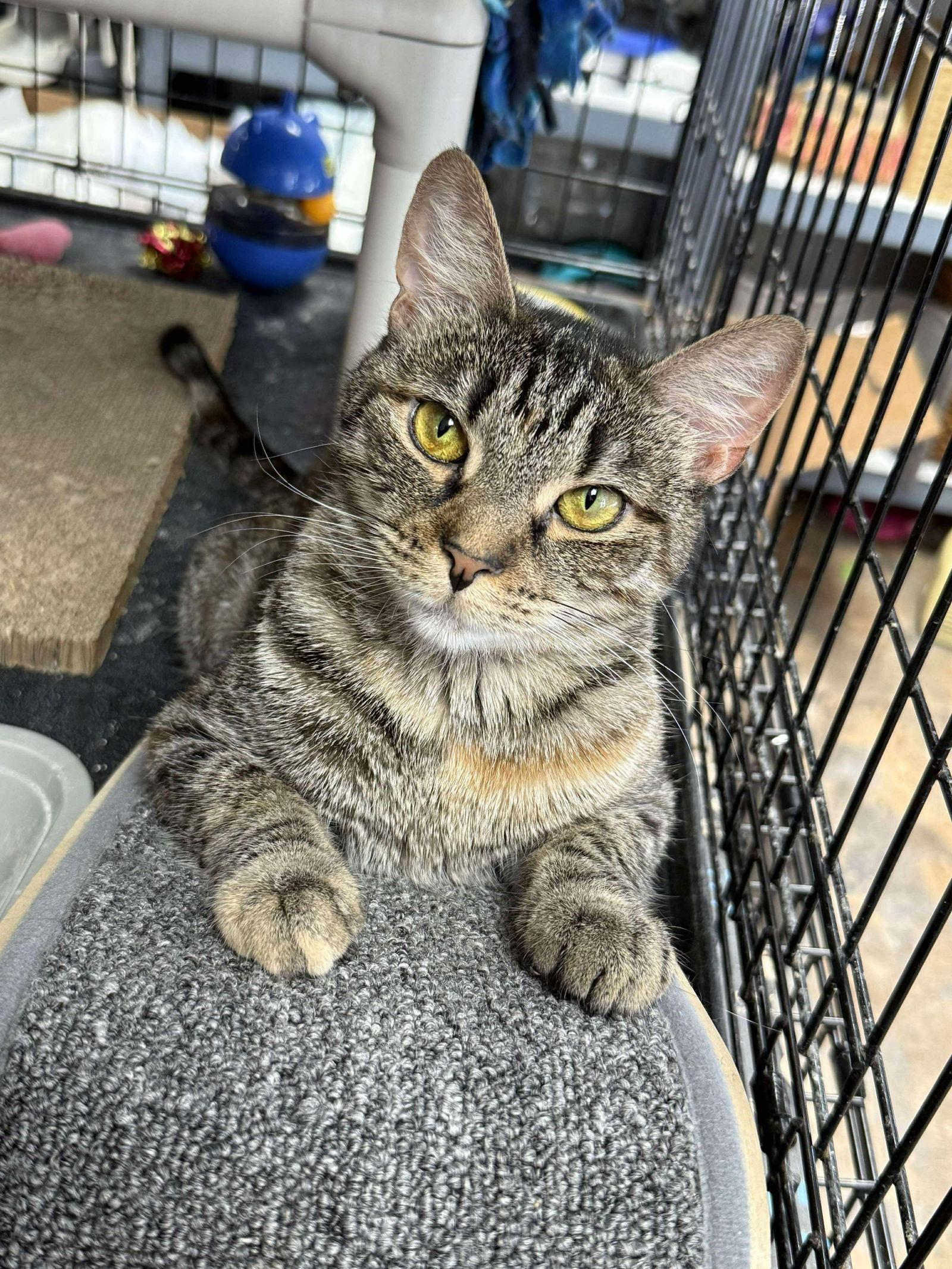 Amelia — thumbnail 2