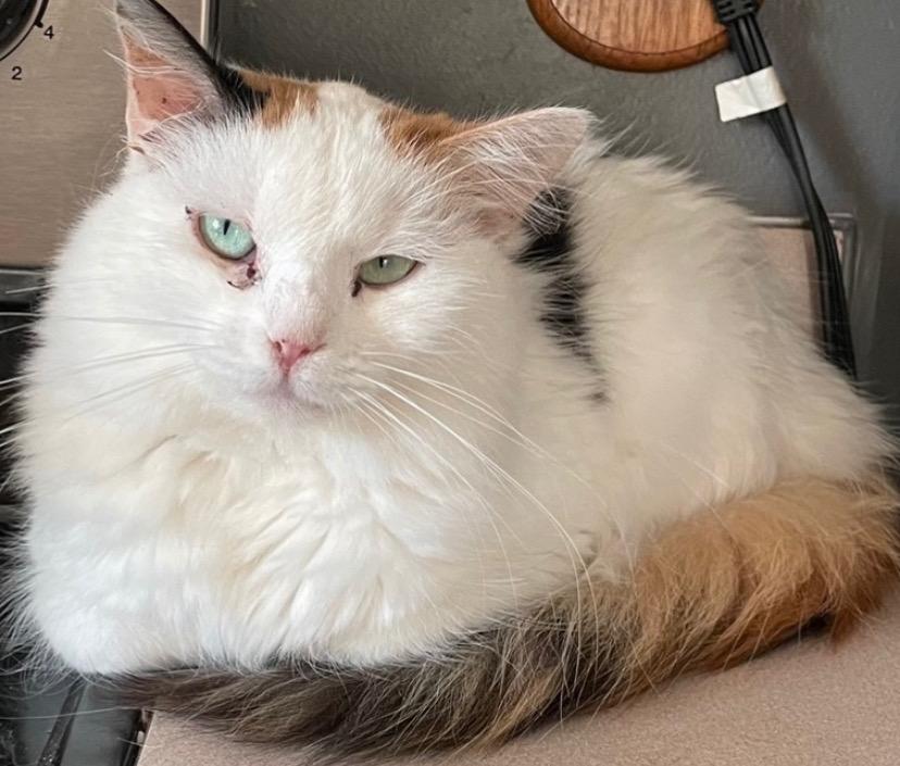 Brooklyn, Adoptable, Adult Female Calico & Domestic Long Hair.