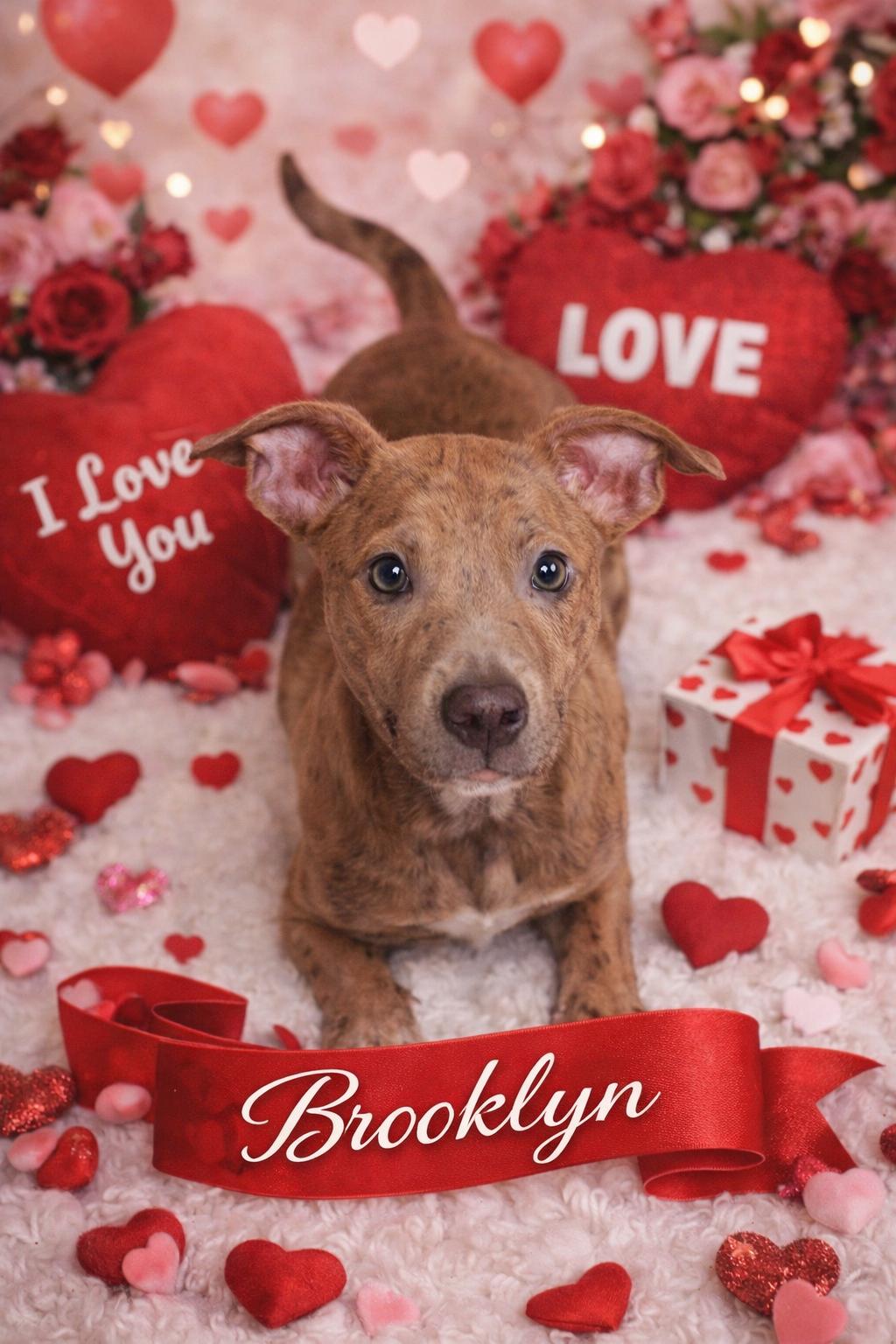 Enlarge Brooklyn, a ADOPTABLE mixed breed in Momence, IL image 1/1