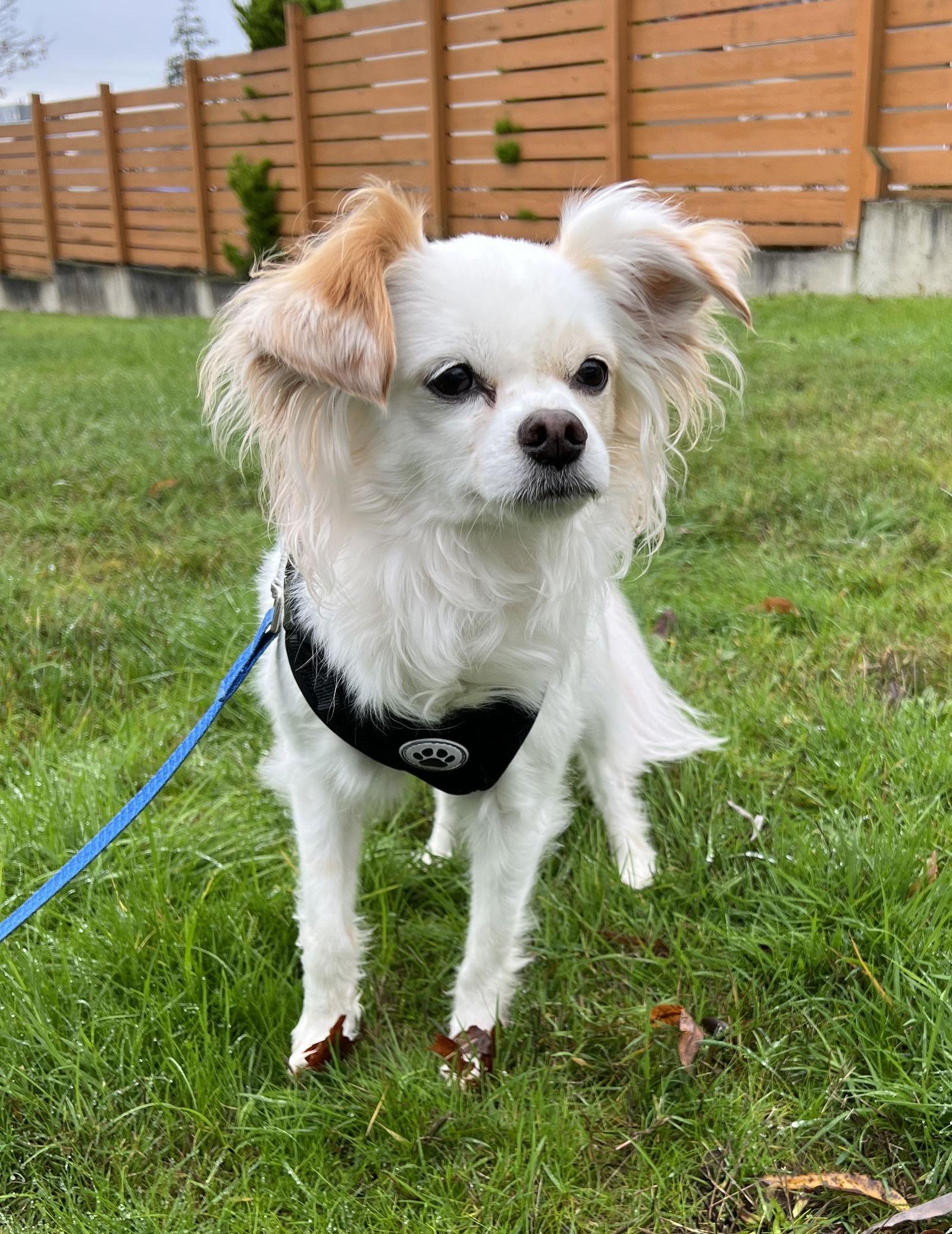 Snow White, Adoptable, Senior Female Papillon & Chihuahua.