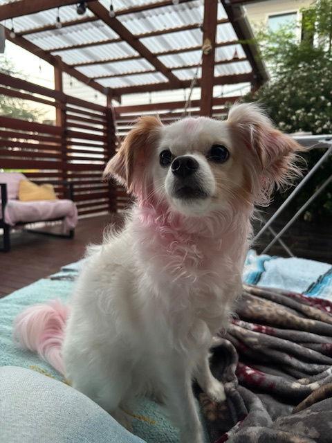 Snow White, a Adoptable mixed breed in Seattle, WA image 2/3