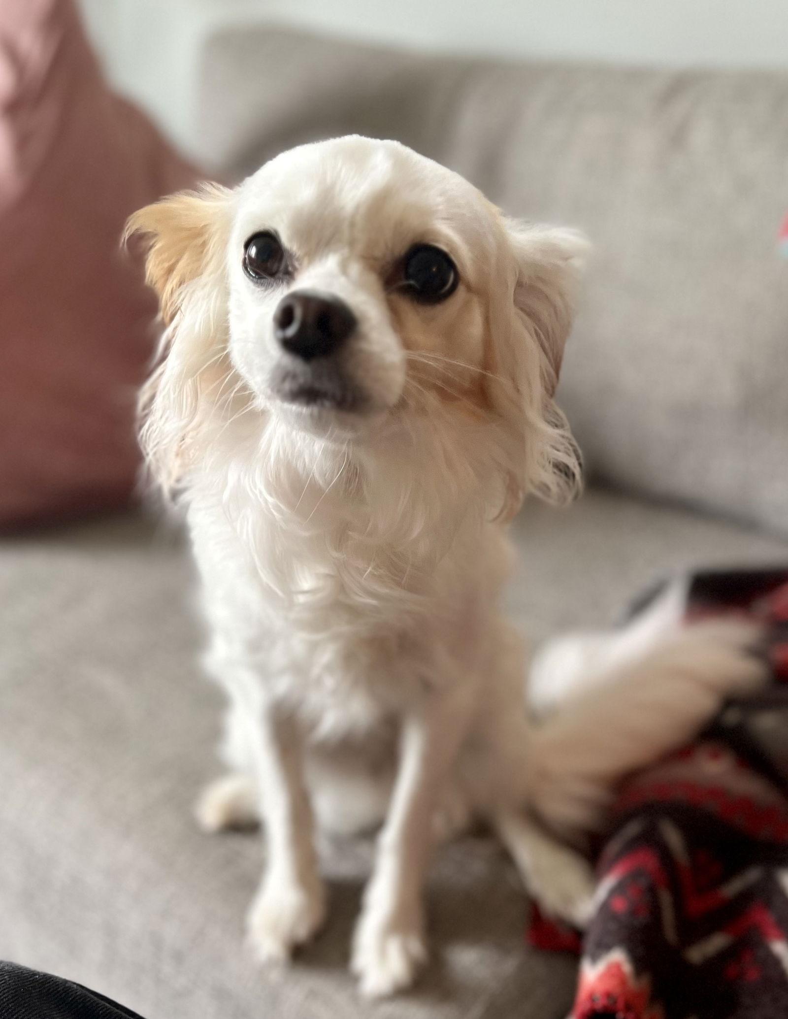 Snow White, a Adoptable mixed breed in Seattle, WA image 3/3