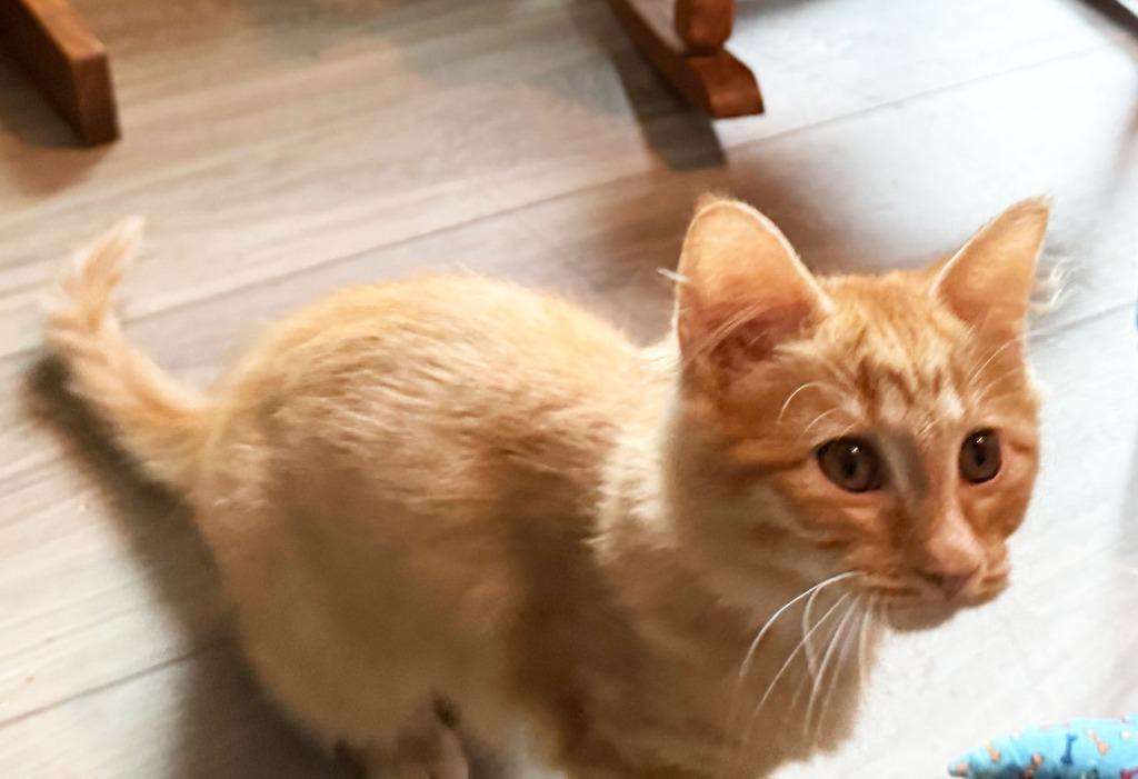 Midori26, Adoptable, Kitten Female Domestic Medium Hair.