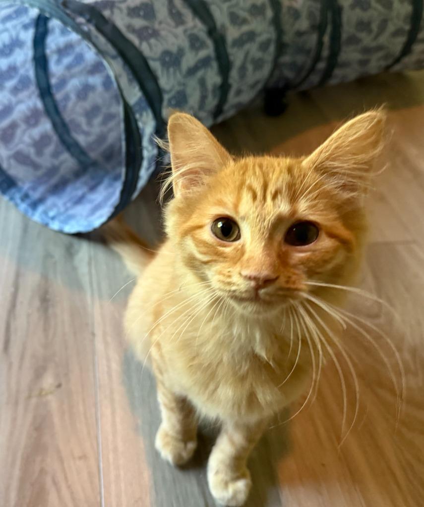 Midori26, a Adoptable mixed breed in Youngsville, NC image 3/4
