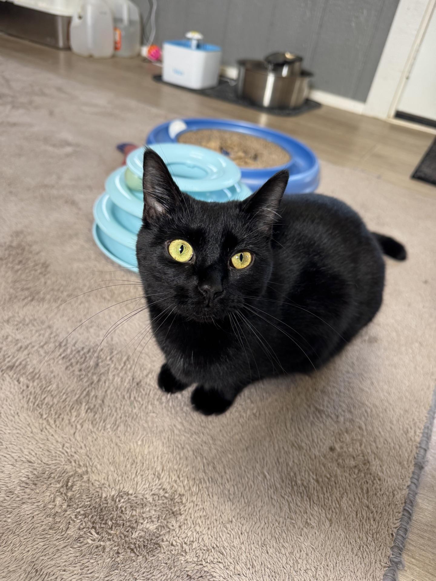 Enlarge Narnia, a ADOPTABLE Domestic Short Hair in Greensburg, PA image 5/6