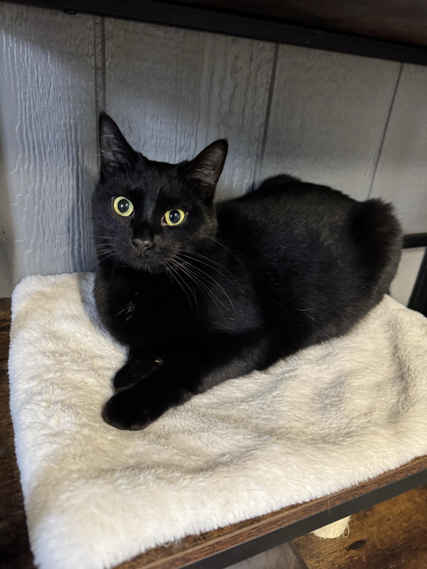 Enlarge Narnia, a ADOPTABLE Domestic Short Hair in Greensburg, PA image 4/6