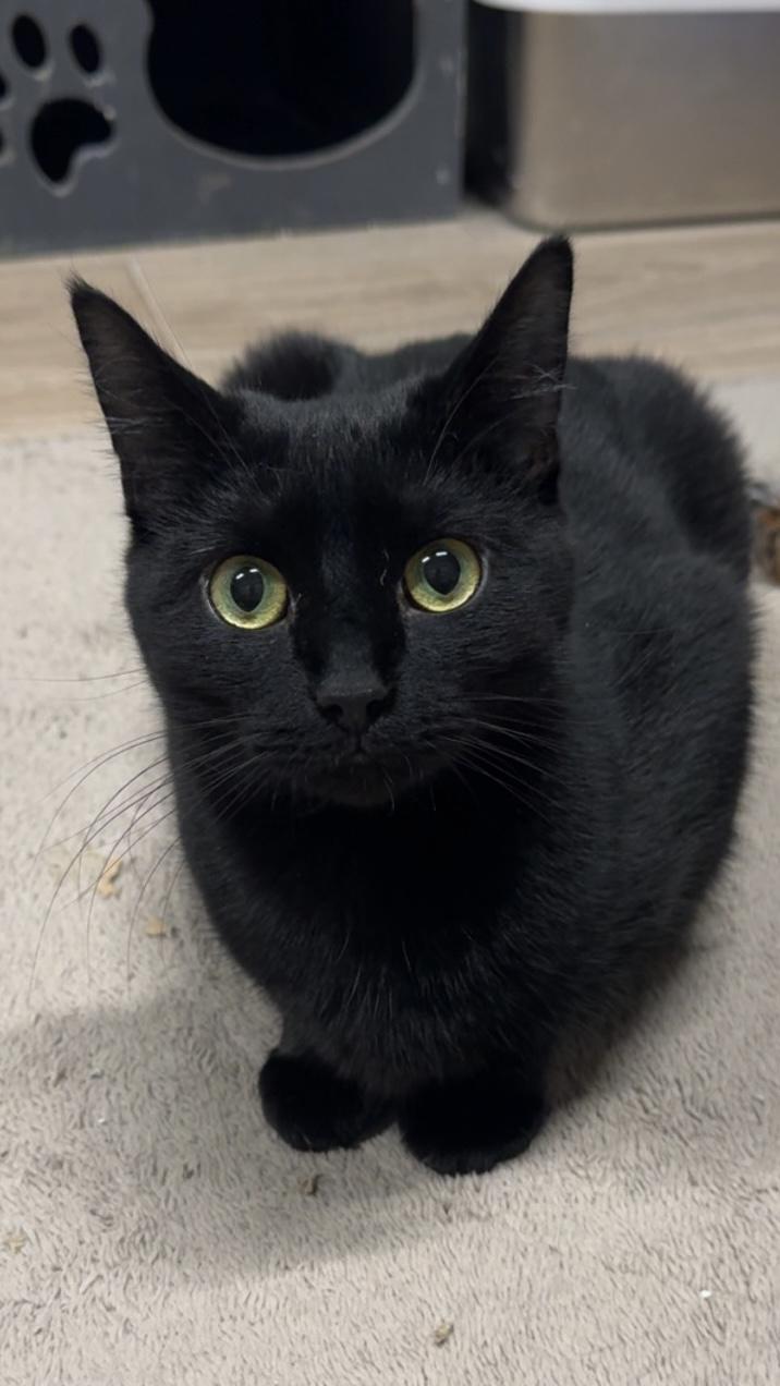 Narnia, ADOPTABLE, Young Female Domestic Short Hair.