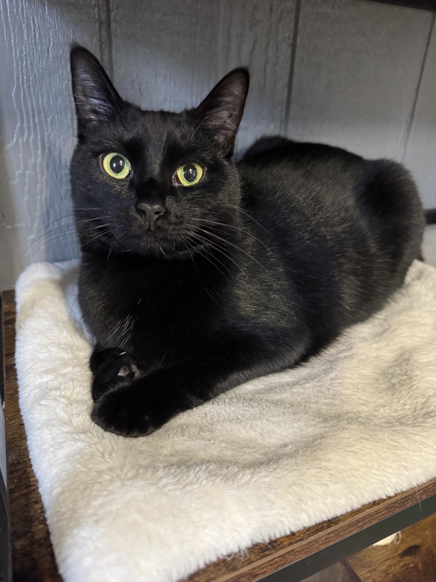 Enlarge Narnia, a ADOPTABLE Domestic Short Hair in Greensburg, PA image 6/6