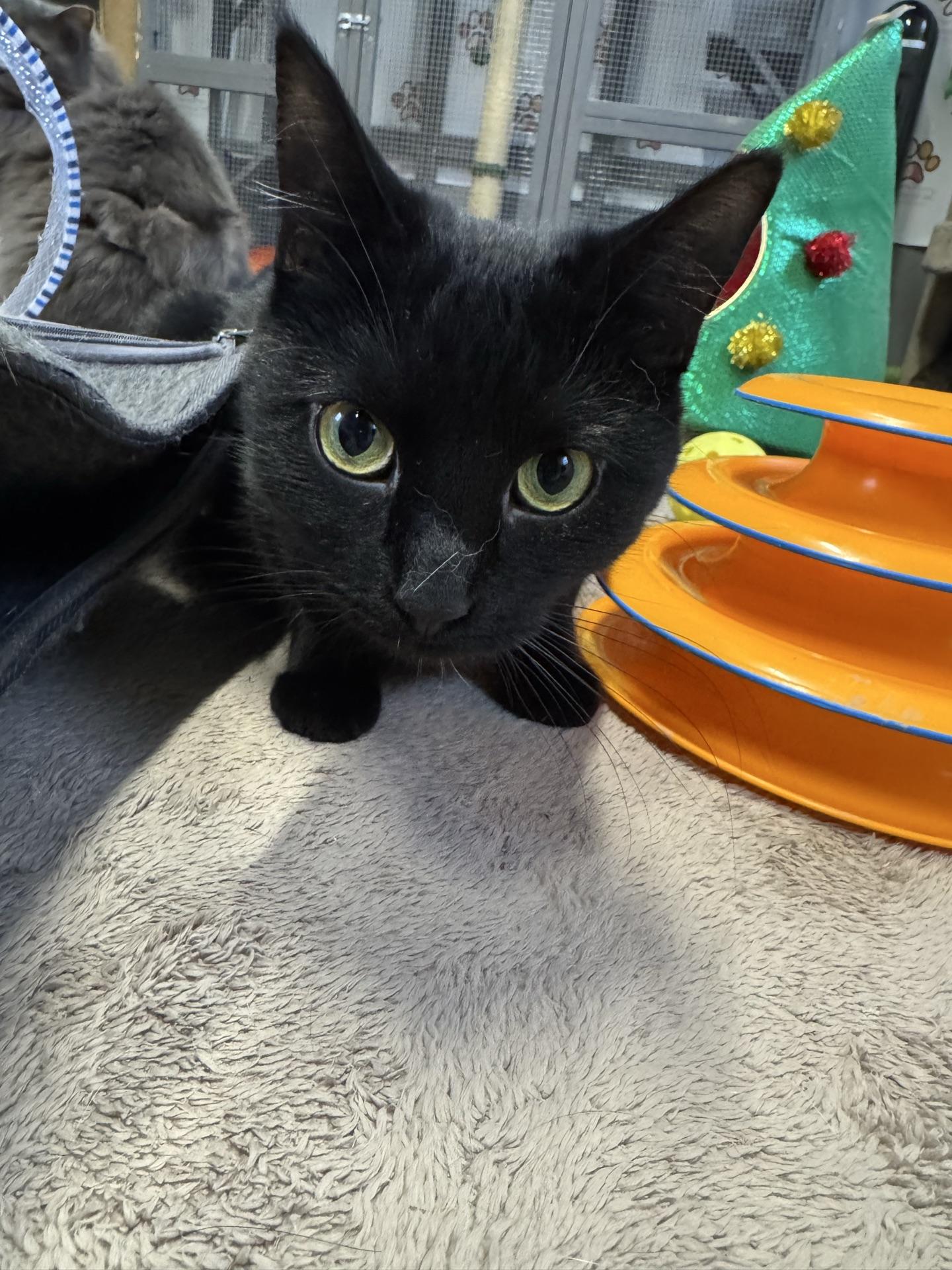 Enlarge Narnia, a ADOPTABLE Domestic Short Hair in Greensburg, PA image 2/6