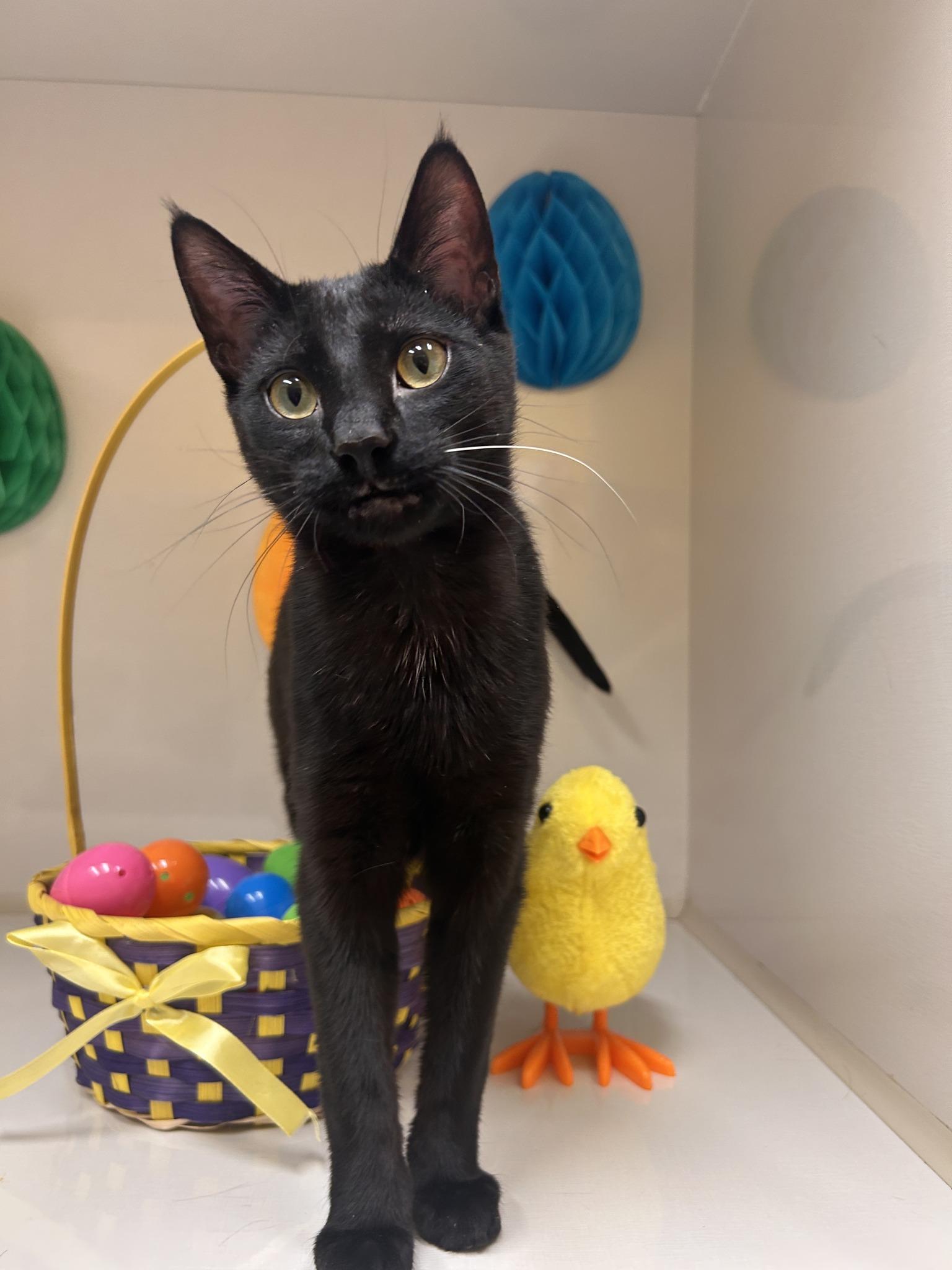 Bright, an adoptable Domestic Short Hair in Drumheller, AB, T0J 0Y0 | Photo Image 1