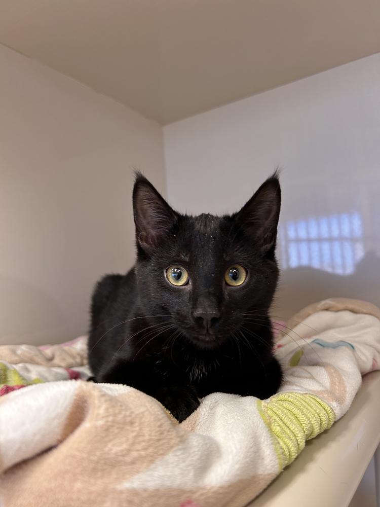 Bright, an adoptable Domestic Short Hair in Drumheller, AB, T0J 0Y0 | Photo Image 2