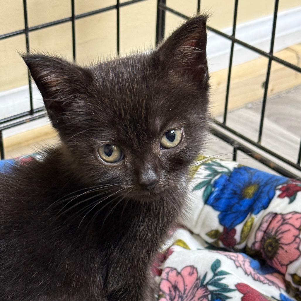 Enlarge Theodore - Baker British Baby 2, a Adoptable Domestic Short Hair in Westport, CT image 1/6