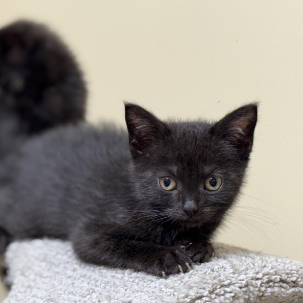 Enlarge Theodore - Baker British Baby 2, a Adoptable Domestic Short Hair in Westport, CT image 2/6