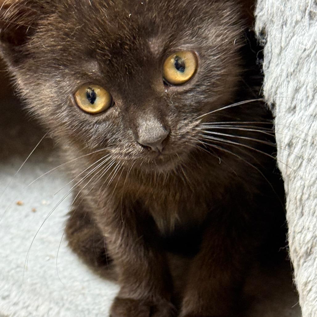 Enlarge Theodore - Baker British Baby 2, a Adoptable Domestic Short Hair in Westport, CT image 3/6