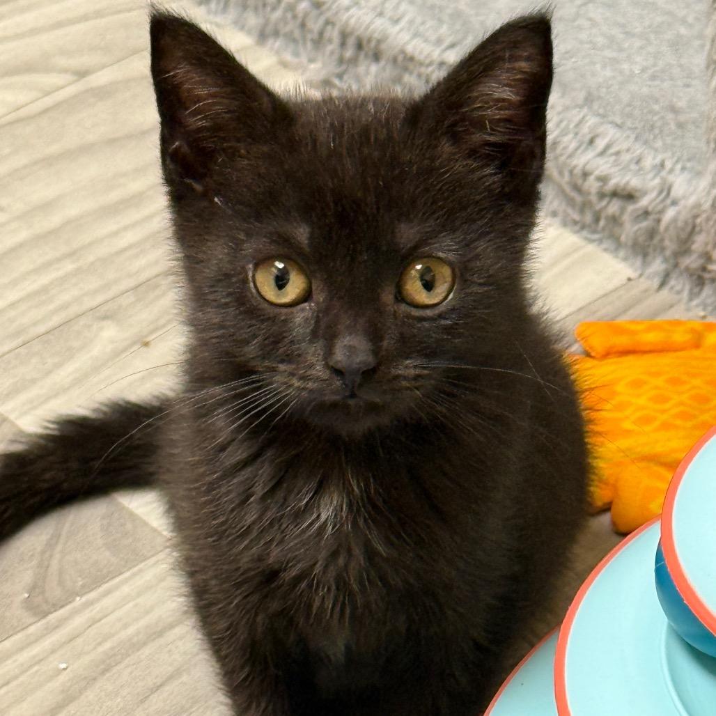 Enlarge Theodore - Baker British Baby 2, a Adoptable Domestic Short Hair in Westport, CT image 4/6