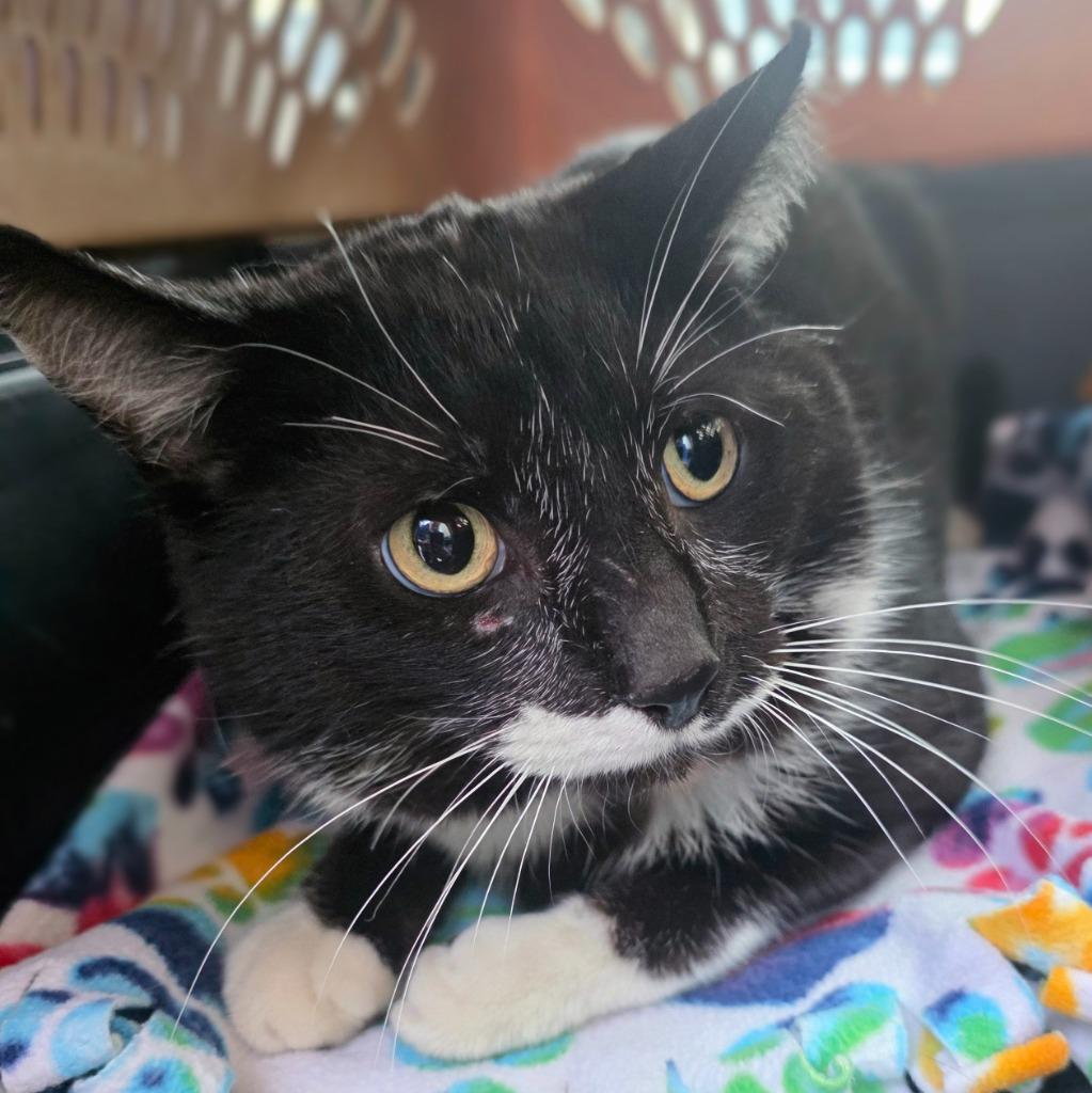 Barley, Adoptable, Adult Male Domestic Short Hair.