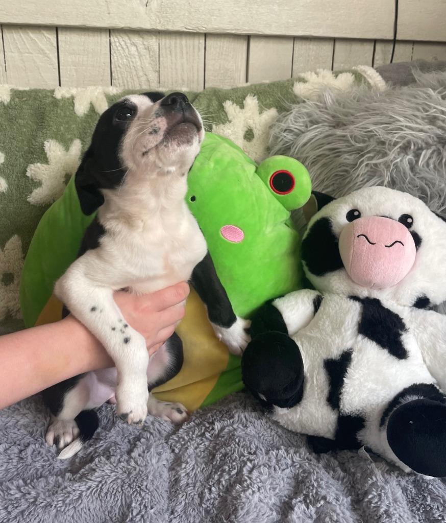 The Laundry Litter" (LINTY), Adoptable, Puppy Female Terrier.