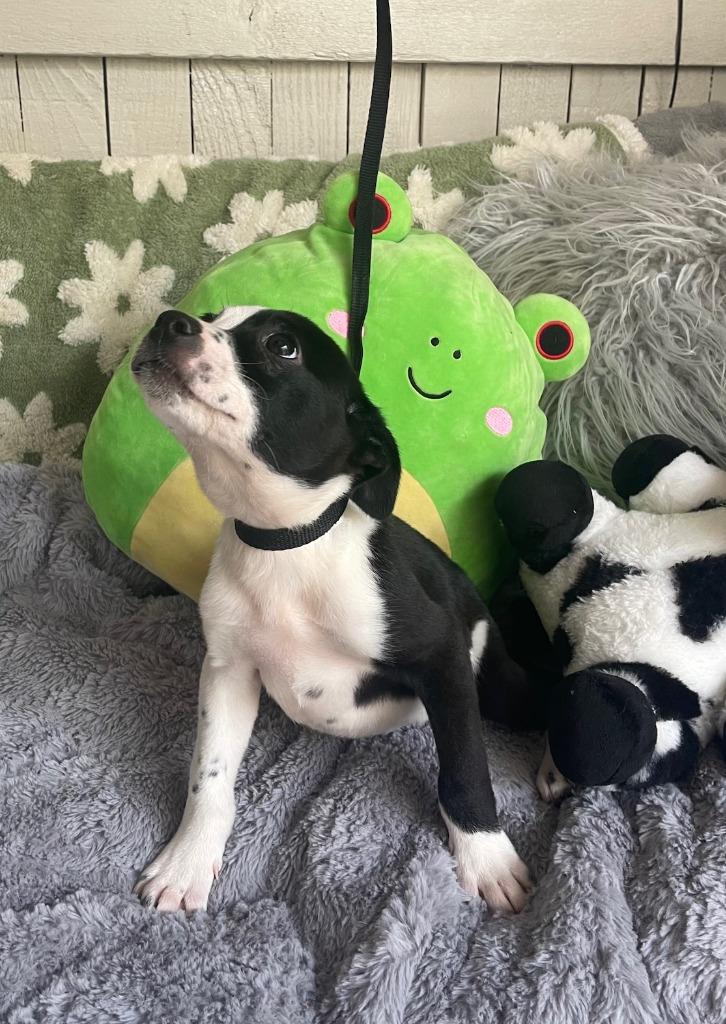 Enlarge The Laundry Litter" (LINTY), a Adoptable Terrier in Fort Worth, TX image 2/4